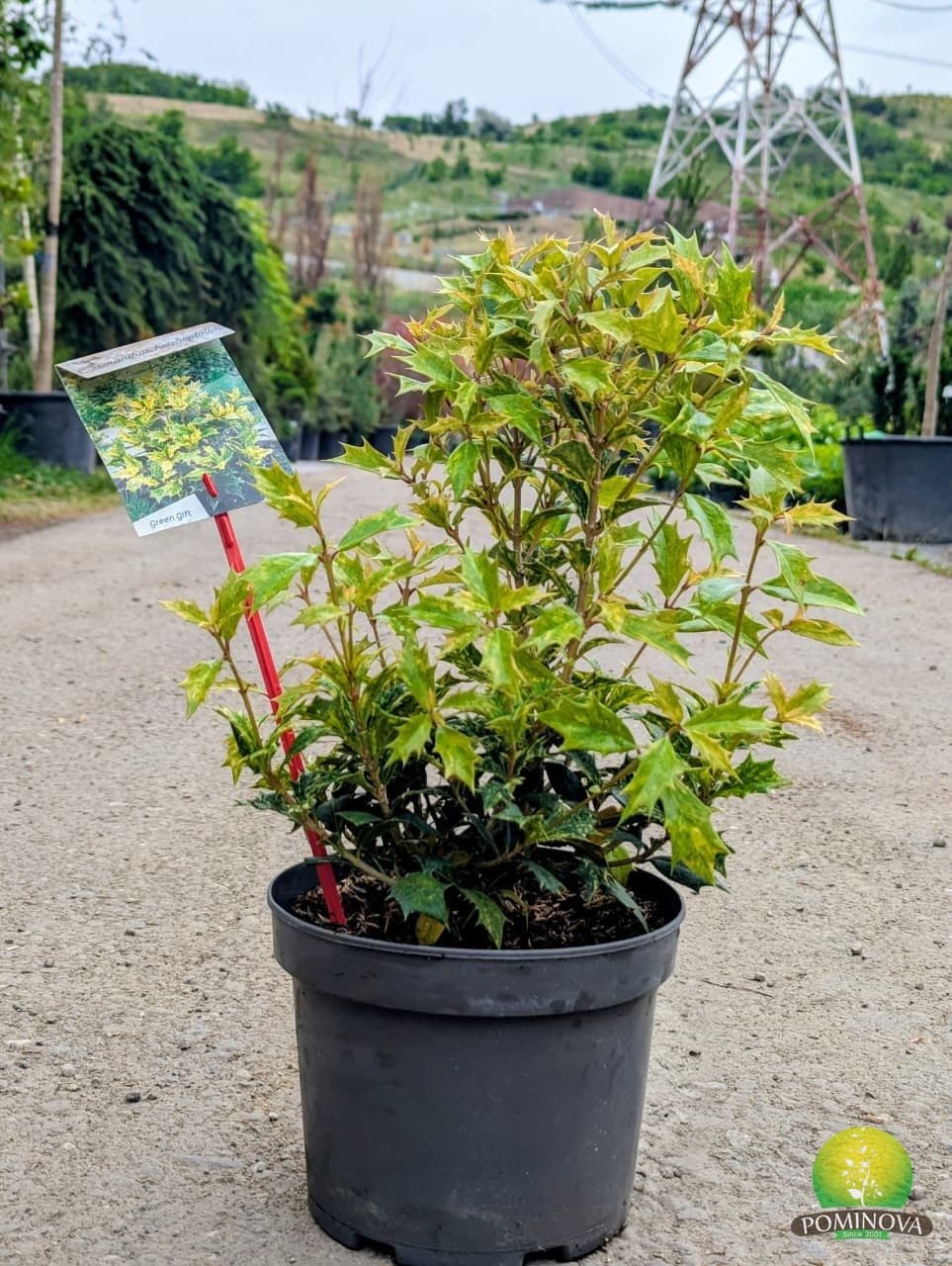 Osmanthus Heterophyllus Goshiki (Osmanthus heterophyllus goshiki) — imagine 1