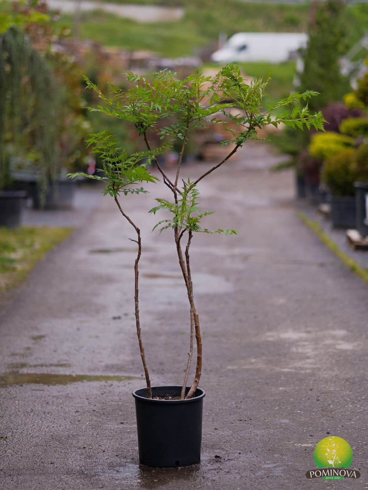 Oțetar (Rhus typhina) - imagine 2