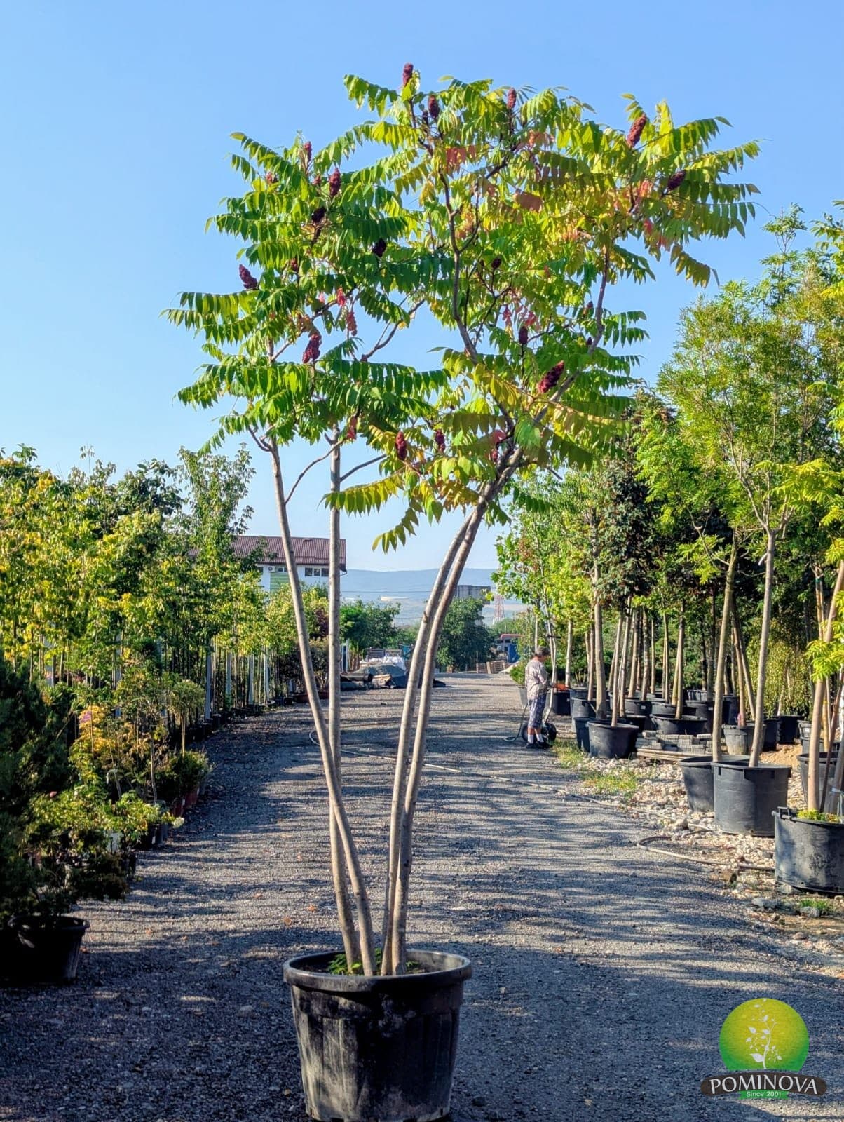 Oțetar (Rhus typhina) — imagine 1