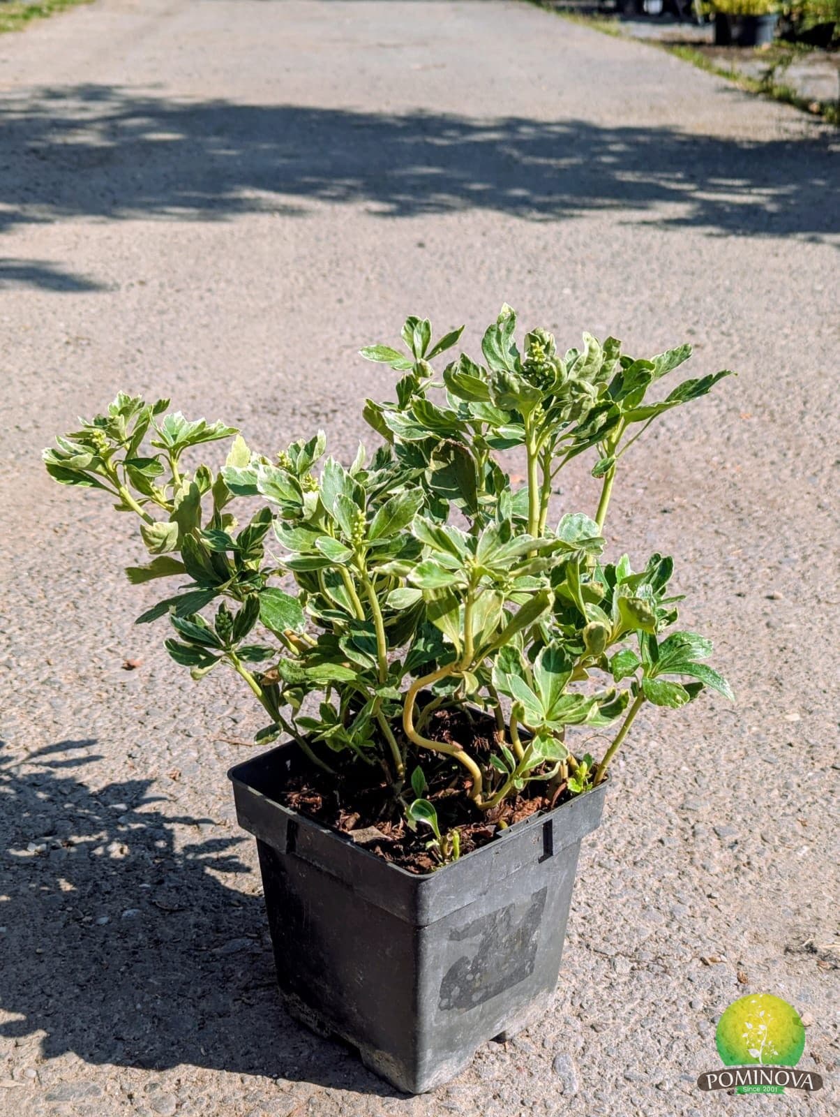Pachysandra Terminalis (Pachysandra terminalis) — imagine 1