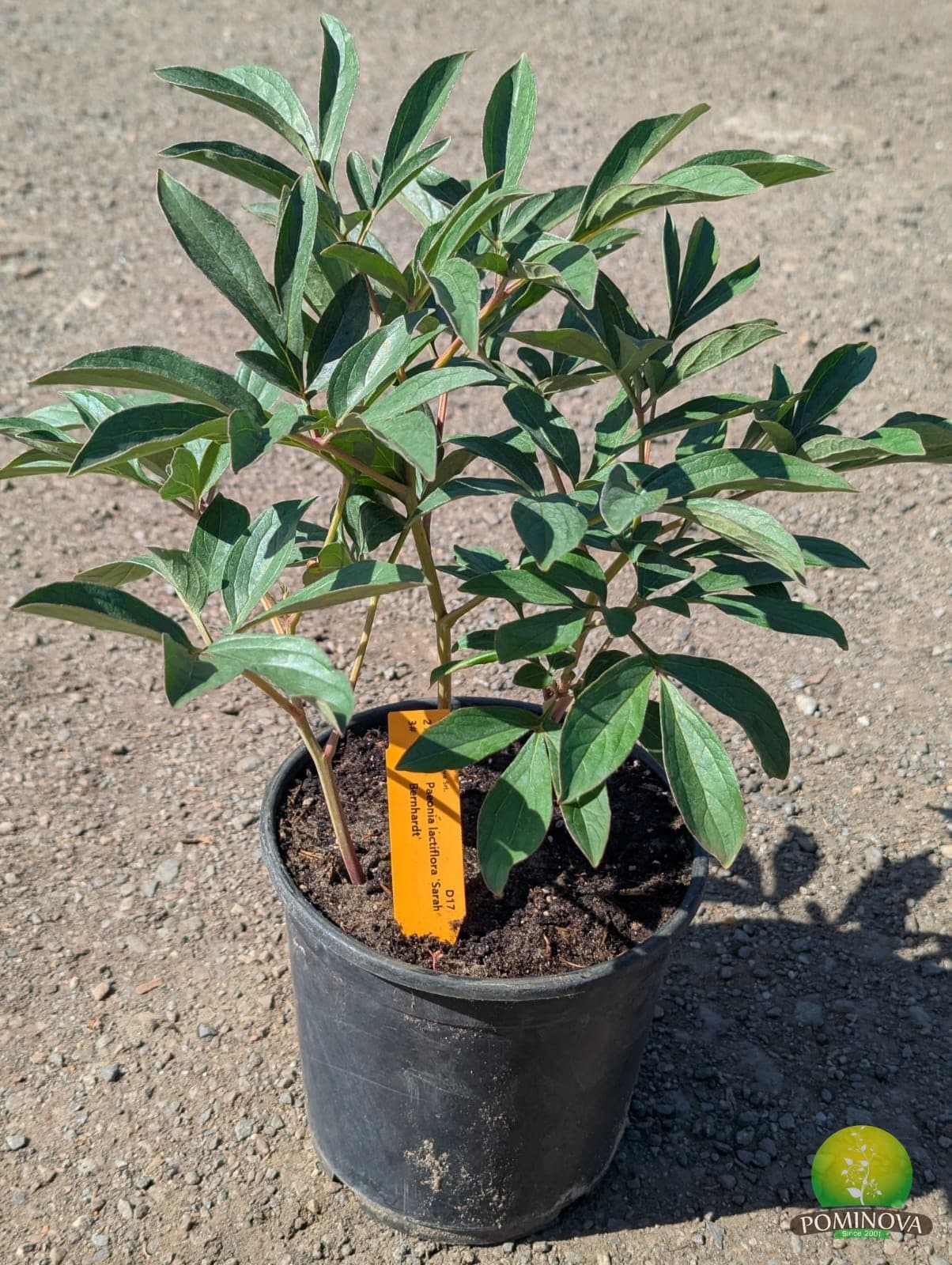 Bujor de grădină (Paeonia lactiflora 'Sarah Bernhardt')