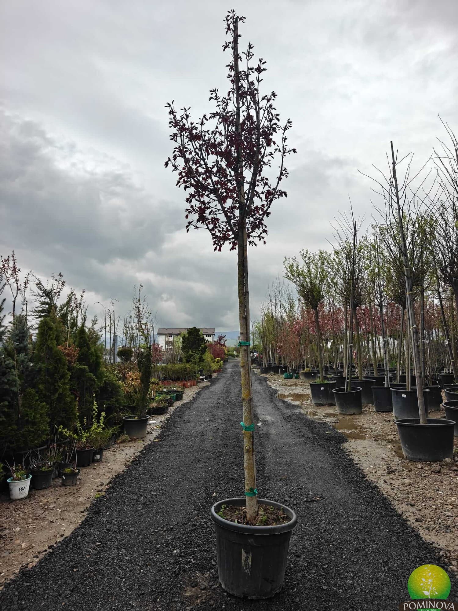 Paltin Crimson Sentry — imagine 1