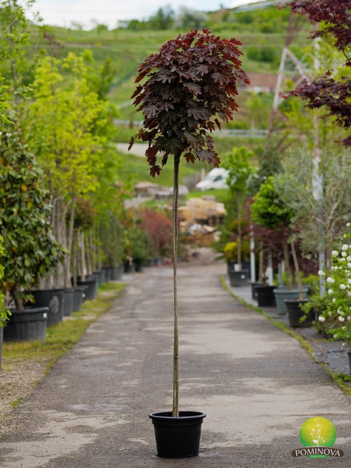 Paltin roșu Crimson Sentry — imagine 1