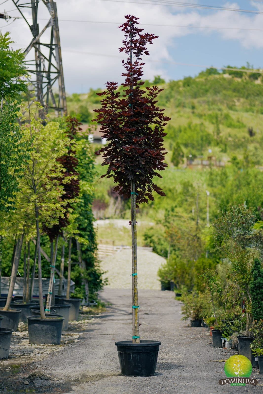 Paltin roșu Crimson Sentry (Acer platanoides crimson sentry)