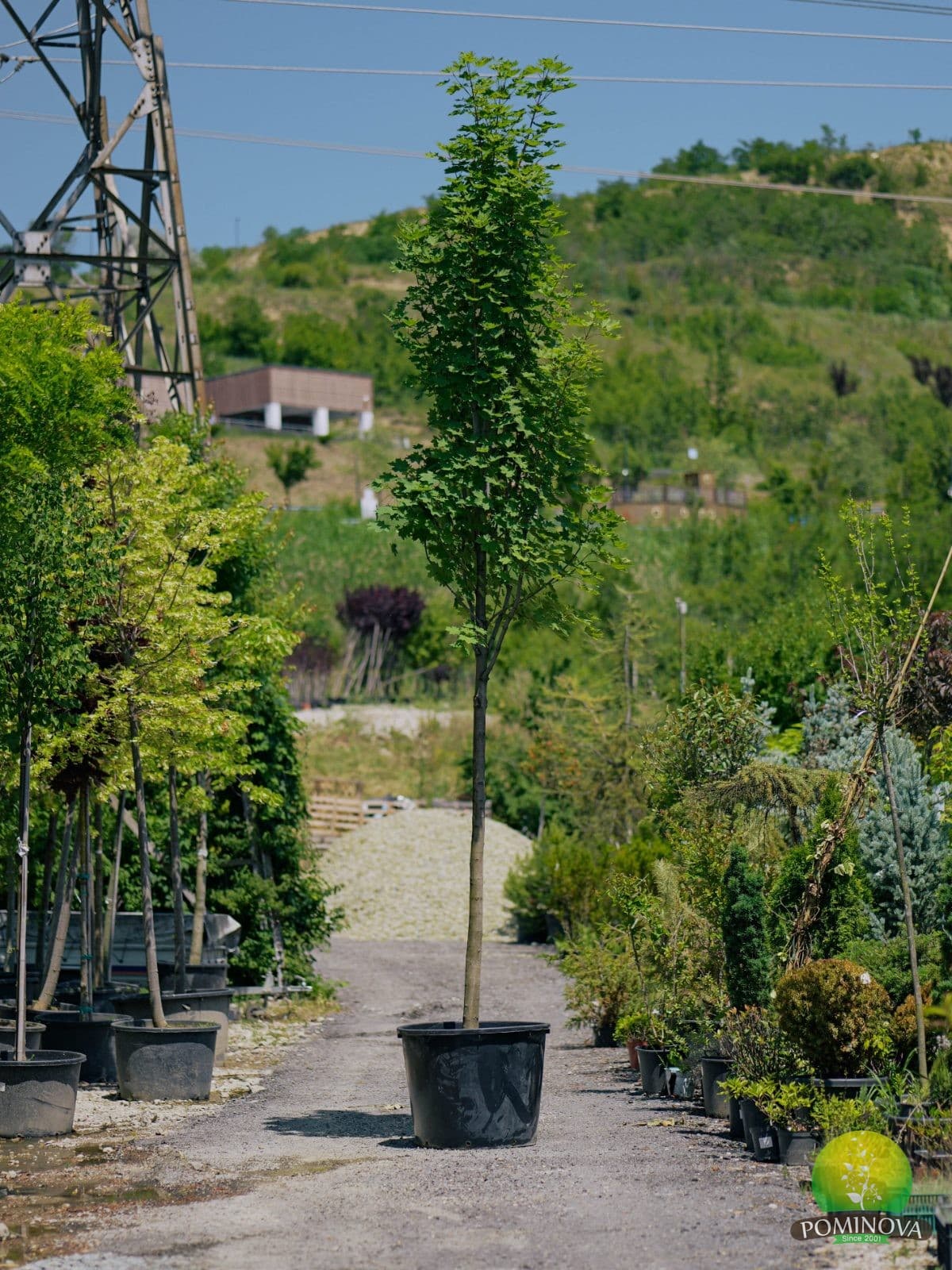 Paltin de câmp (Acer platanoides) — imagine 1