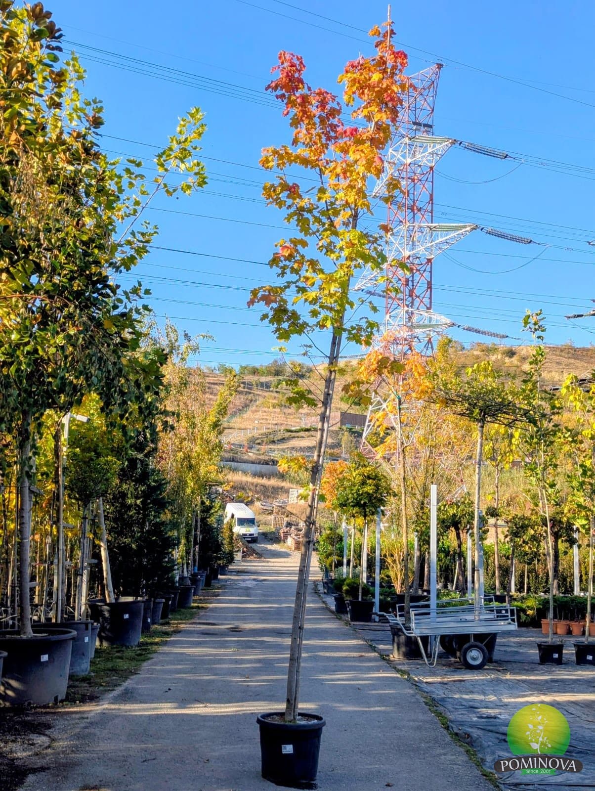 Paltin de câmp (Acer platanoides) - imagine 2