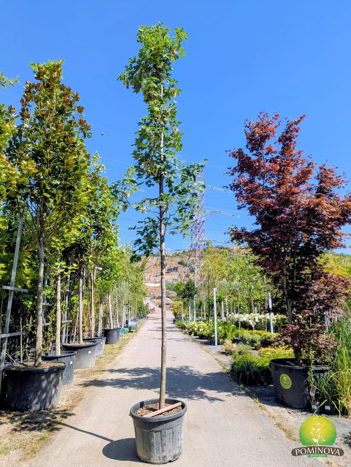Paltin de munte (Acer pseudoplatanus) — imagine 1