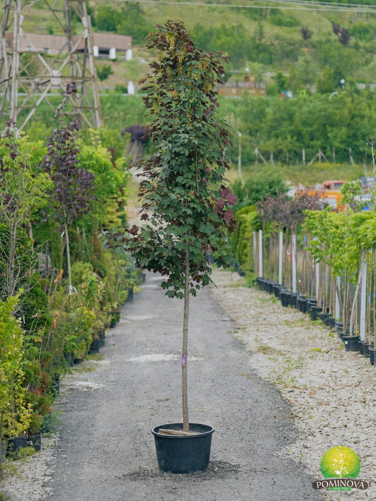Paltin de munte purpuriu (Acer pseudoplatanus 'Atropurpureum') — imagine 1