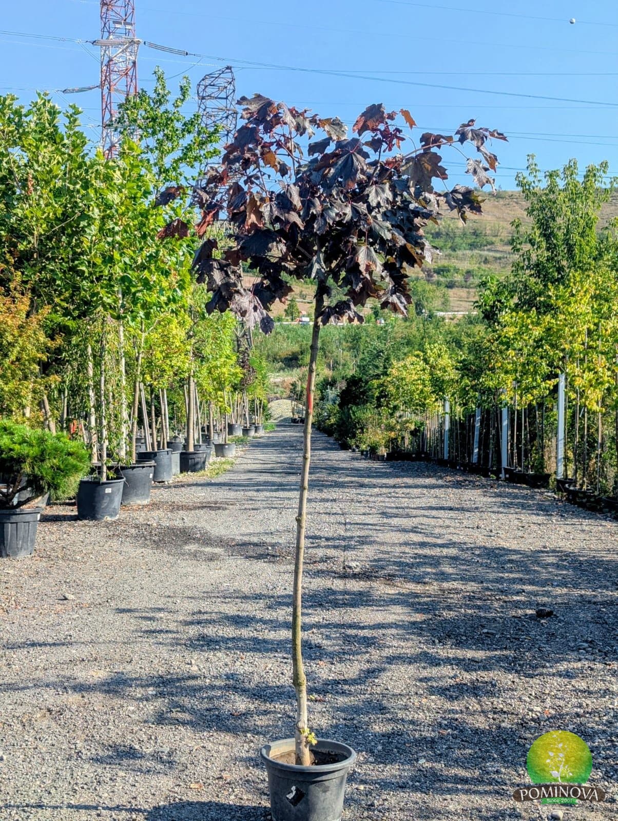 Arțar norvegian 'Fassens Black' (Acer platanoides 'Fassens Black') — imagine 1