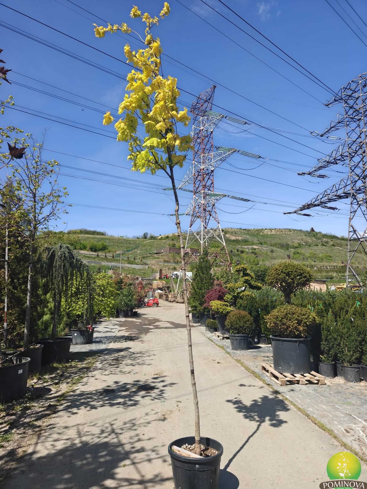 Artar Princeton Gold — imagine 1