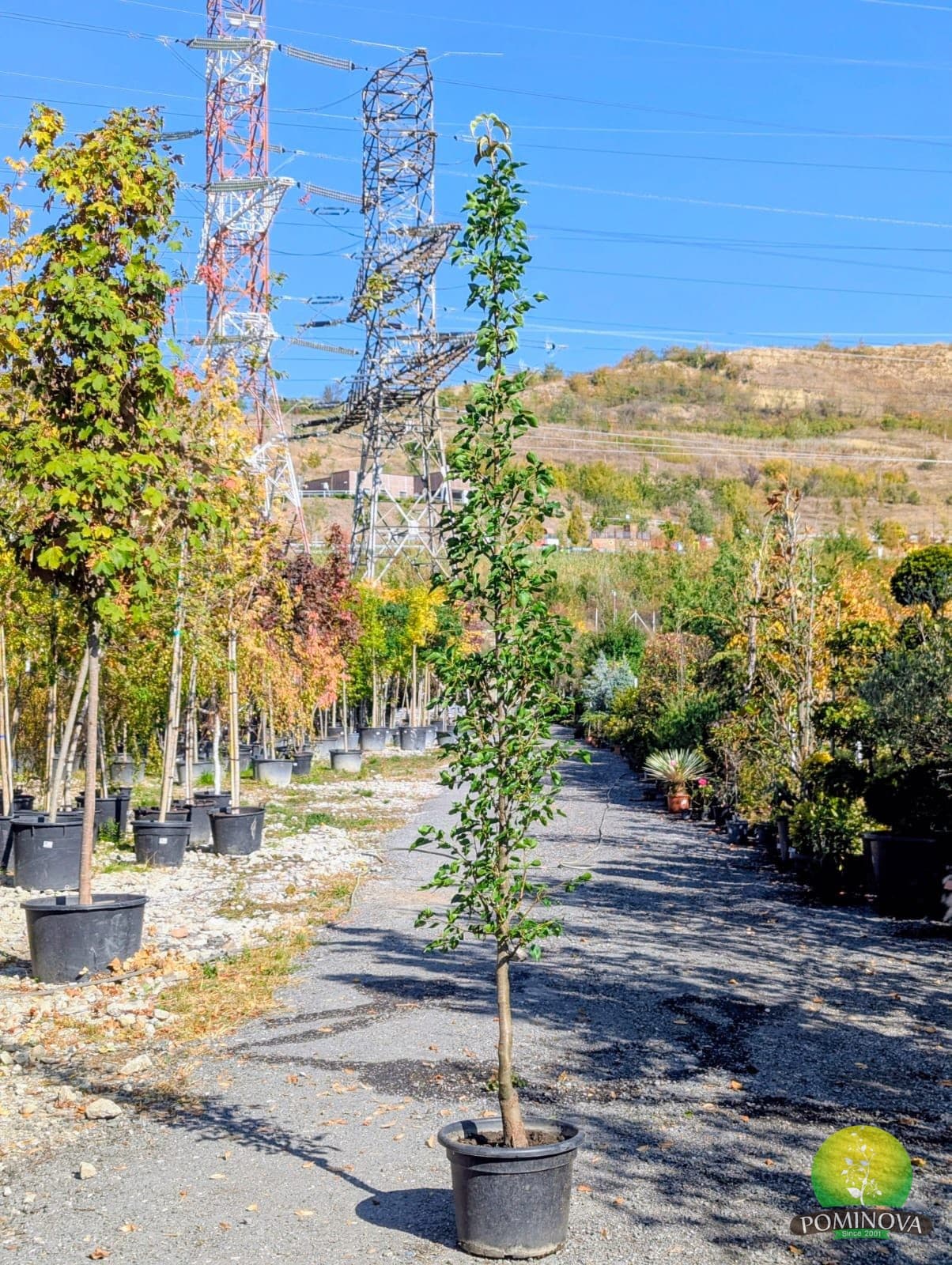 Păr ornamental (Pyrus calleryana 'Chanticleer') - imagine 2