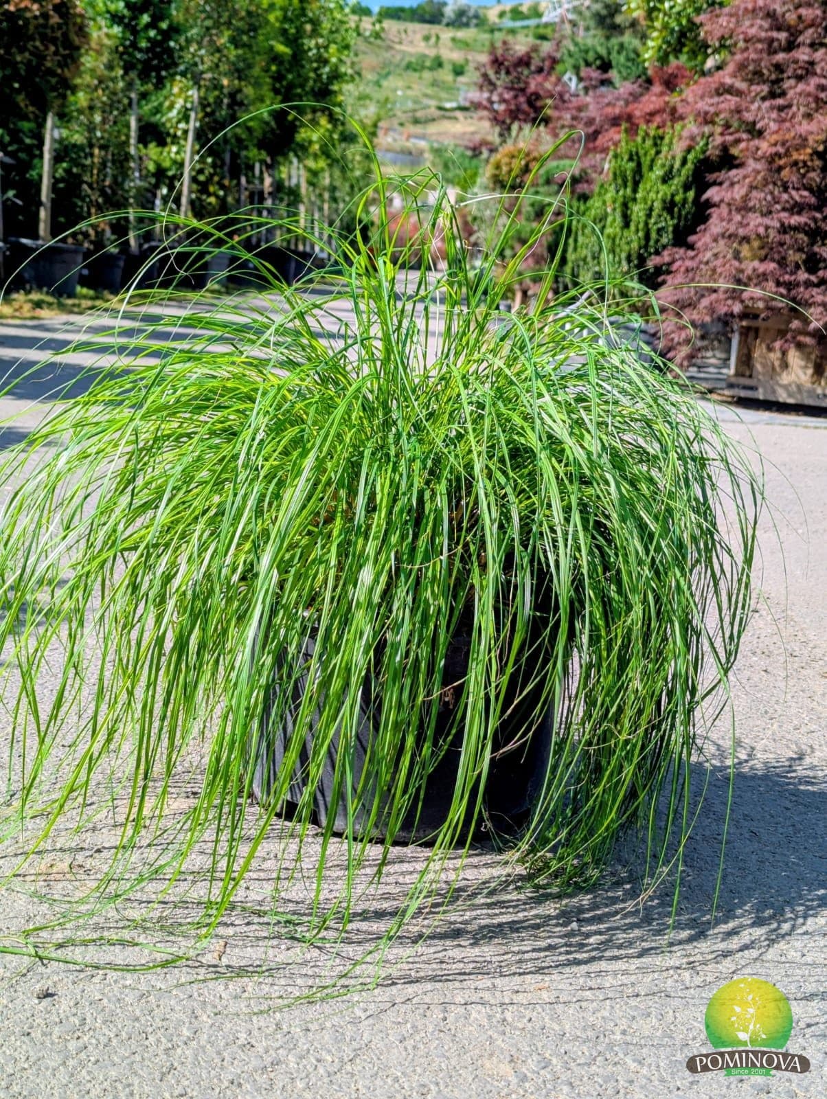 Iarbă chinezească ‘Hameln’ (Pennisetum alopecuroides ‘Hameln’) — imagine 1