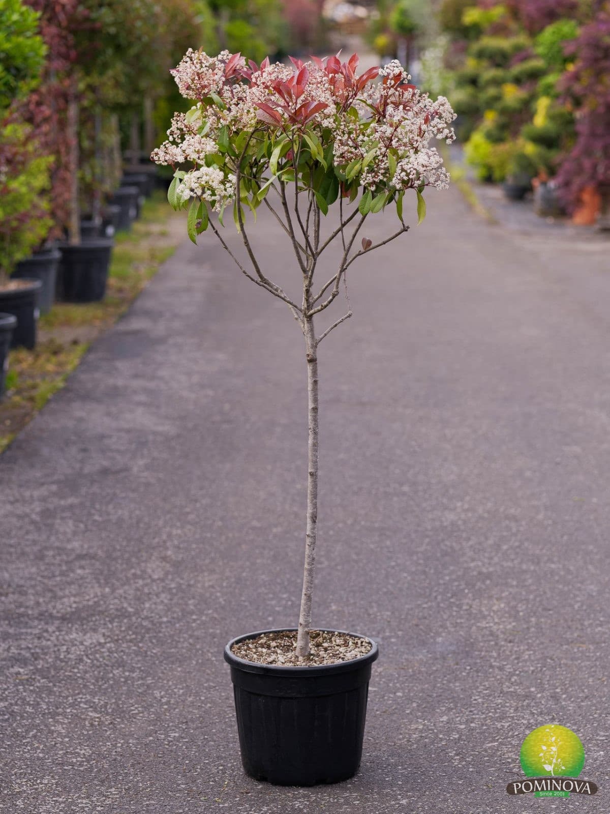 Photinia 'Red Robin' - Globulara altoita pe trunchi — imagine 1