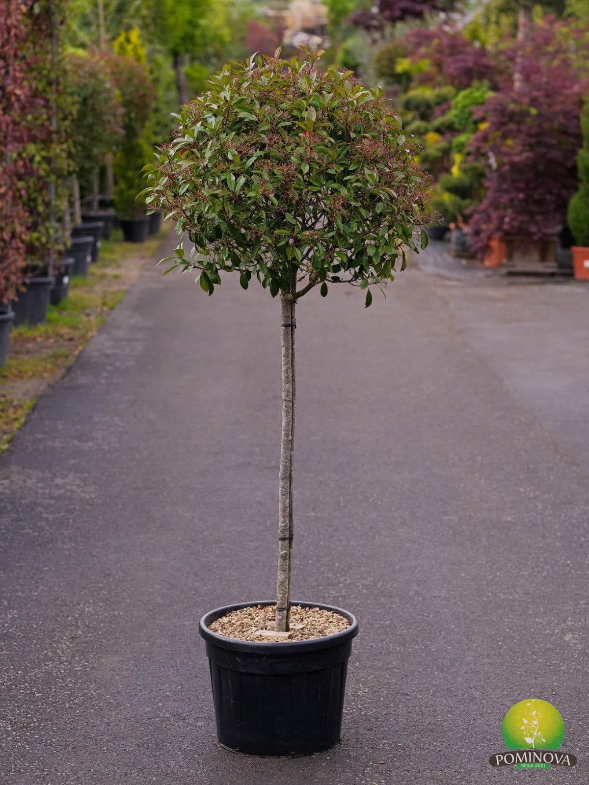 Photinia 'Red Robin' - Photinia globulara altoita pe trunchi (Photinia x fraserii 'Red Robin')
