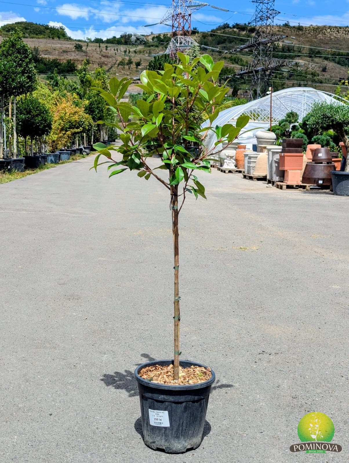 Photinia 'Red Robin' - Photinia globulara altoita pe trunchi (Photinia x fraserii 'Red Robin') — imagine 4