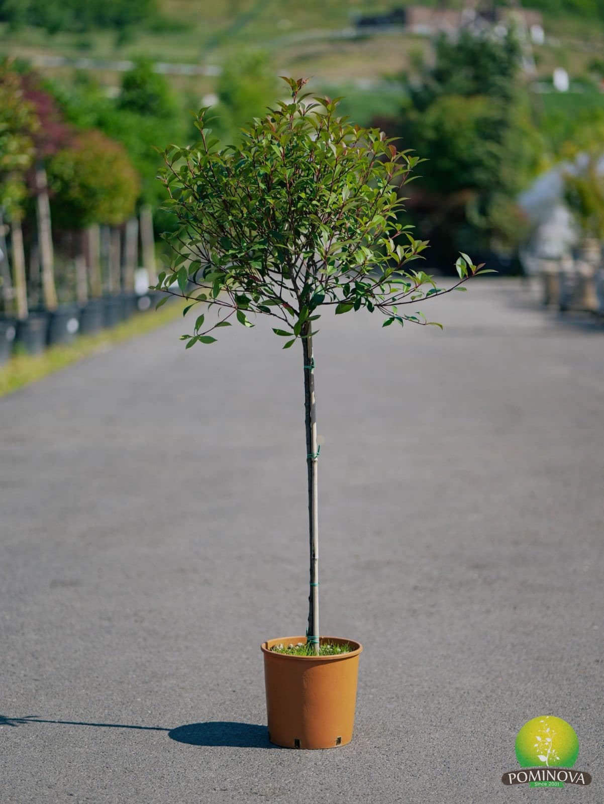 Photinie compactă globulară altoită pe trunchi (Photinia x frasserii 'Robusta compacta' ) — imagine 1