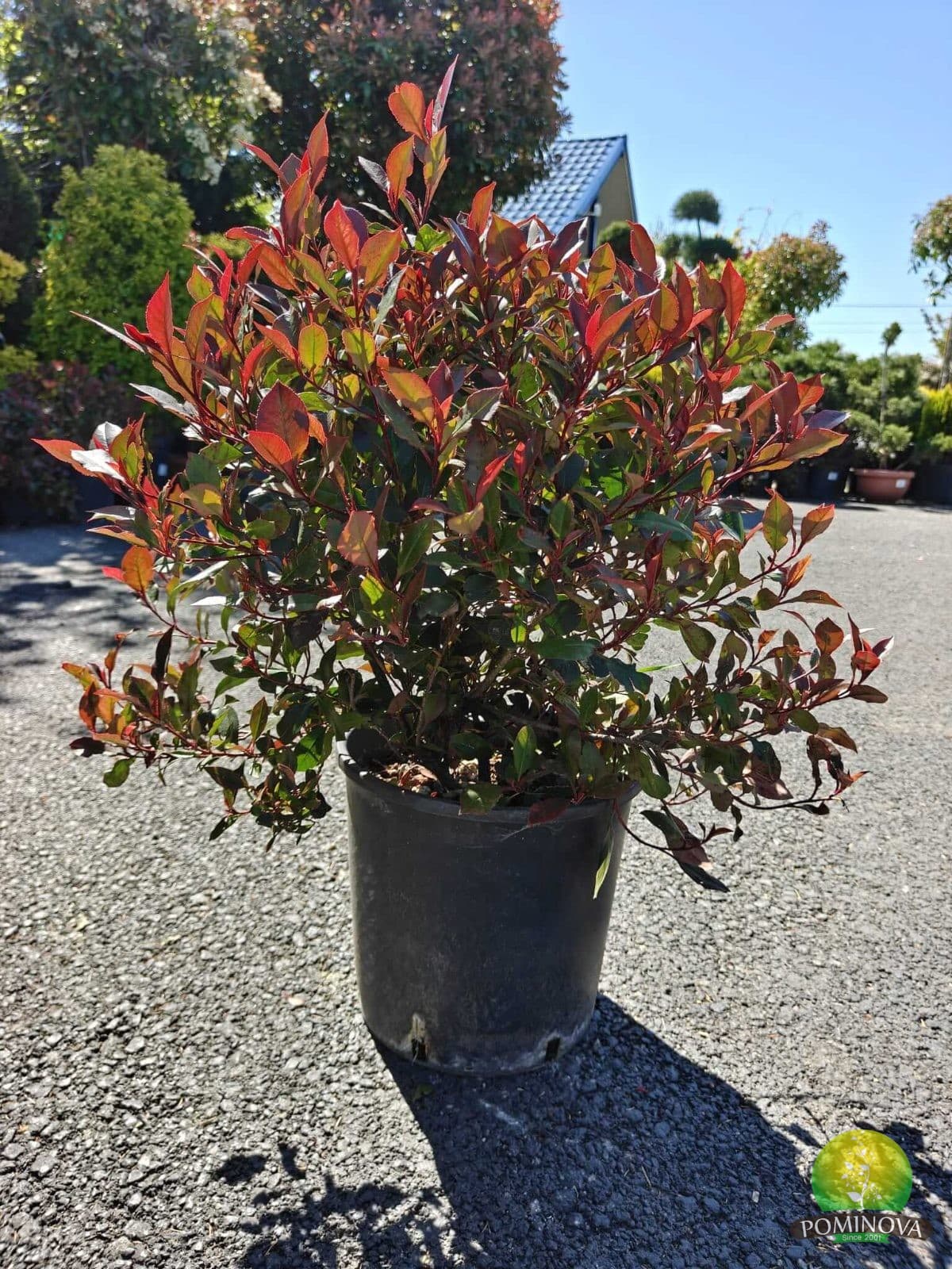 Photinia globulară