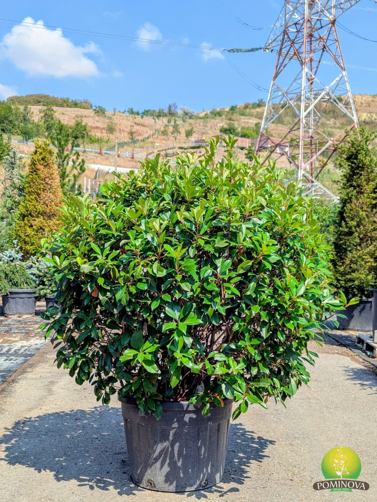 Photinia globulară (Photinia x fraserii 'Red Robin' - GLOB) — imagine 1