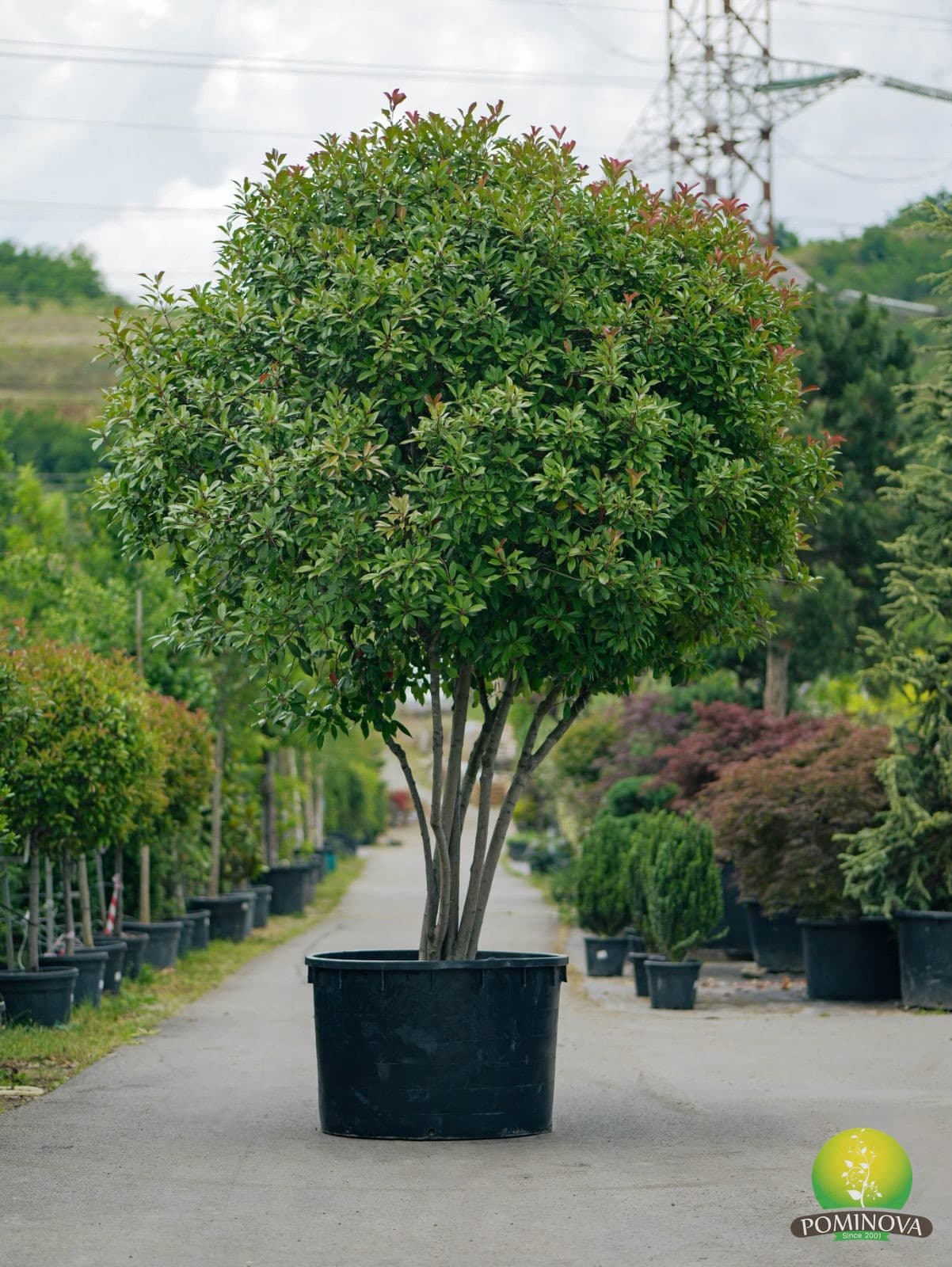 Photinia x frasserii 'Red Robin' - Multitrunchi (Photinia x frasserii 'Red Robin' - Nuvola) — imagine 1
