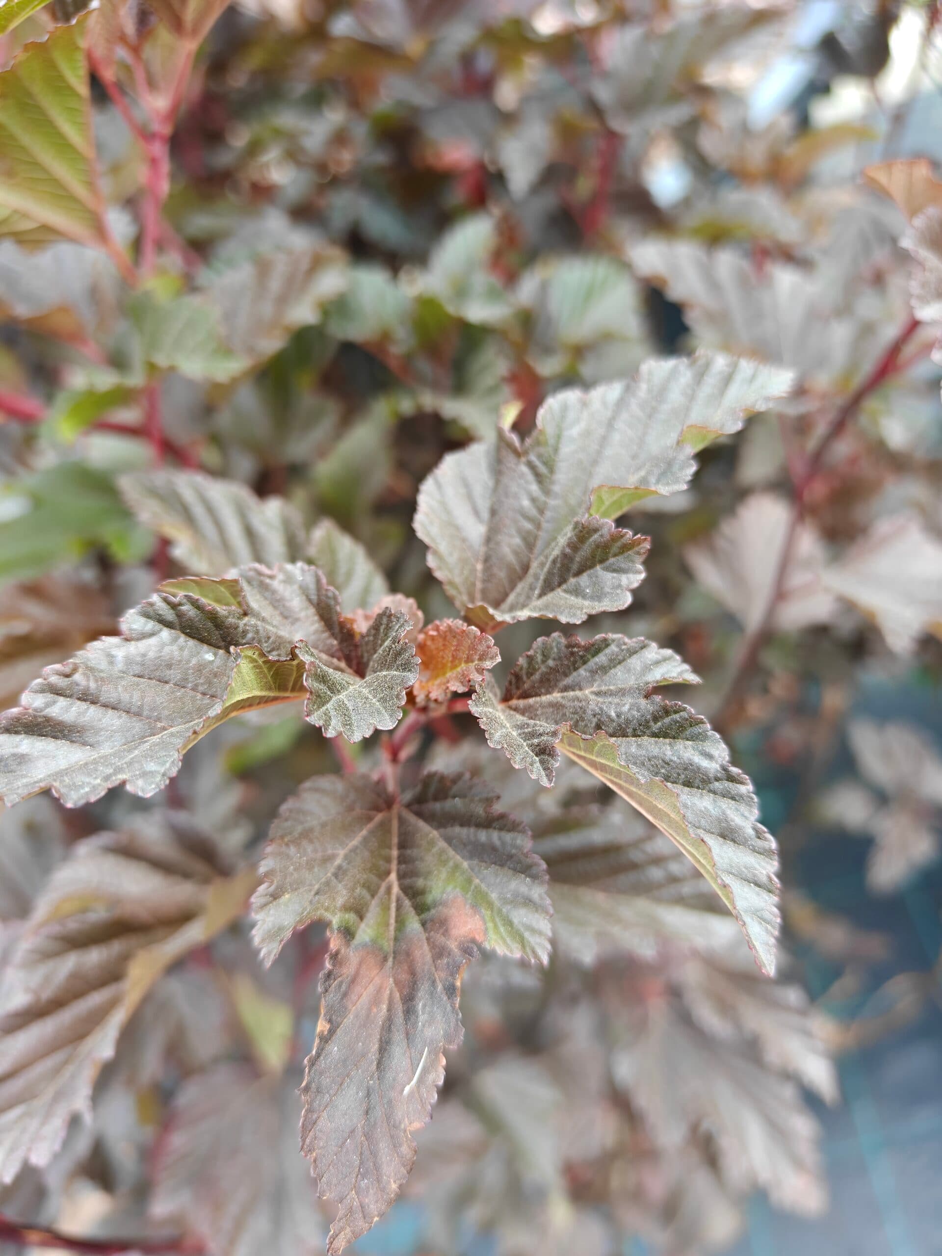 Fizocarp (Physocarpus opulifolius) — imagine 1