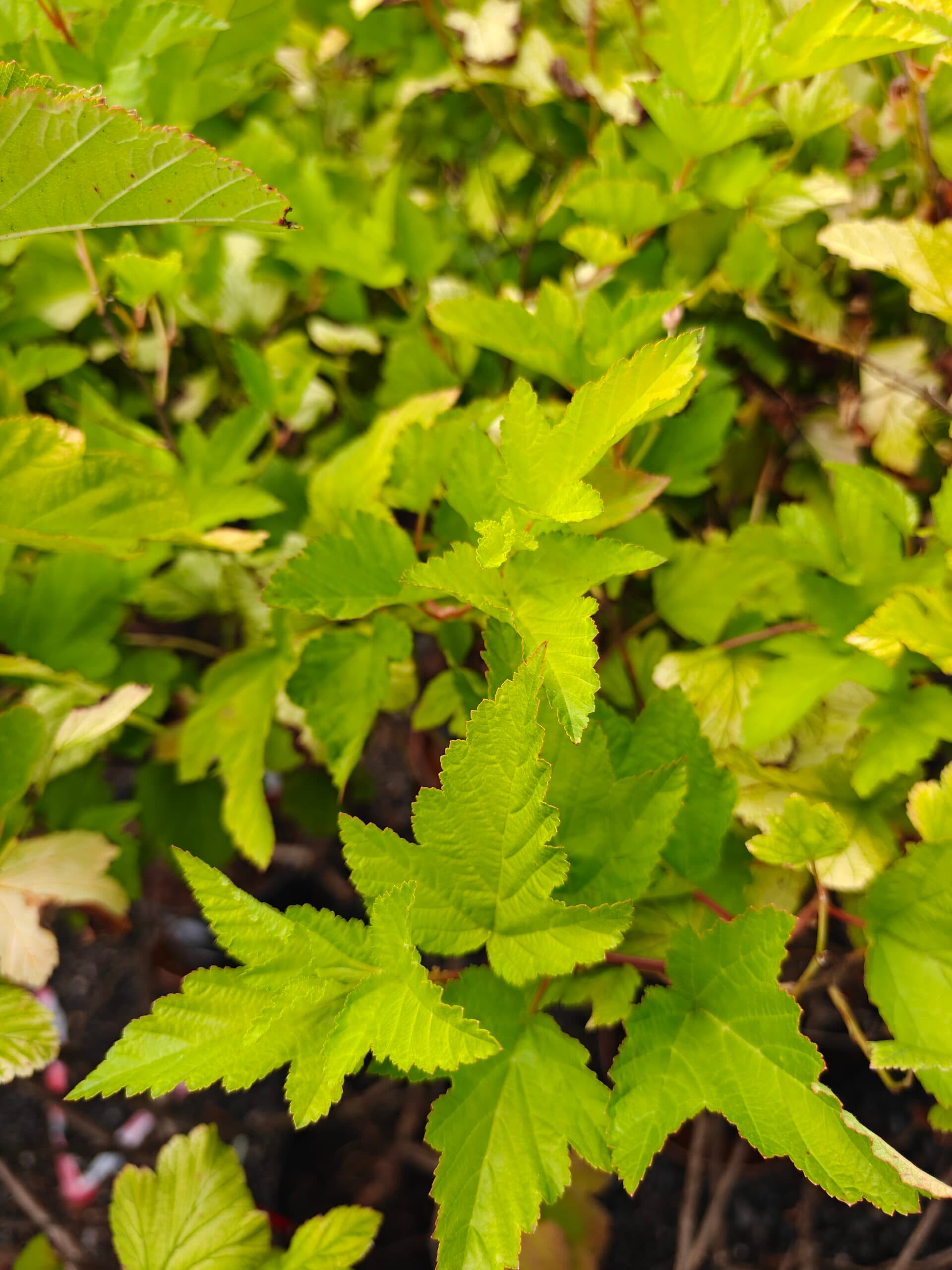 Fizocarp auriu (Physocarpus opulifolius 'Dart's Gold') - imagine 1
