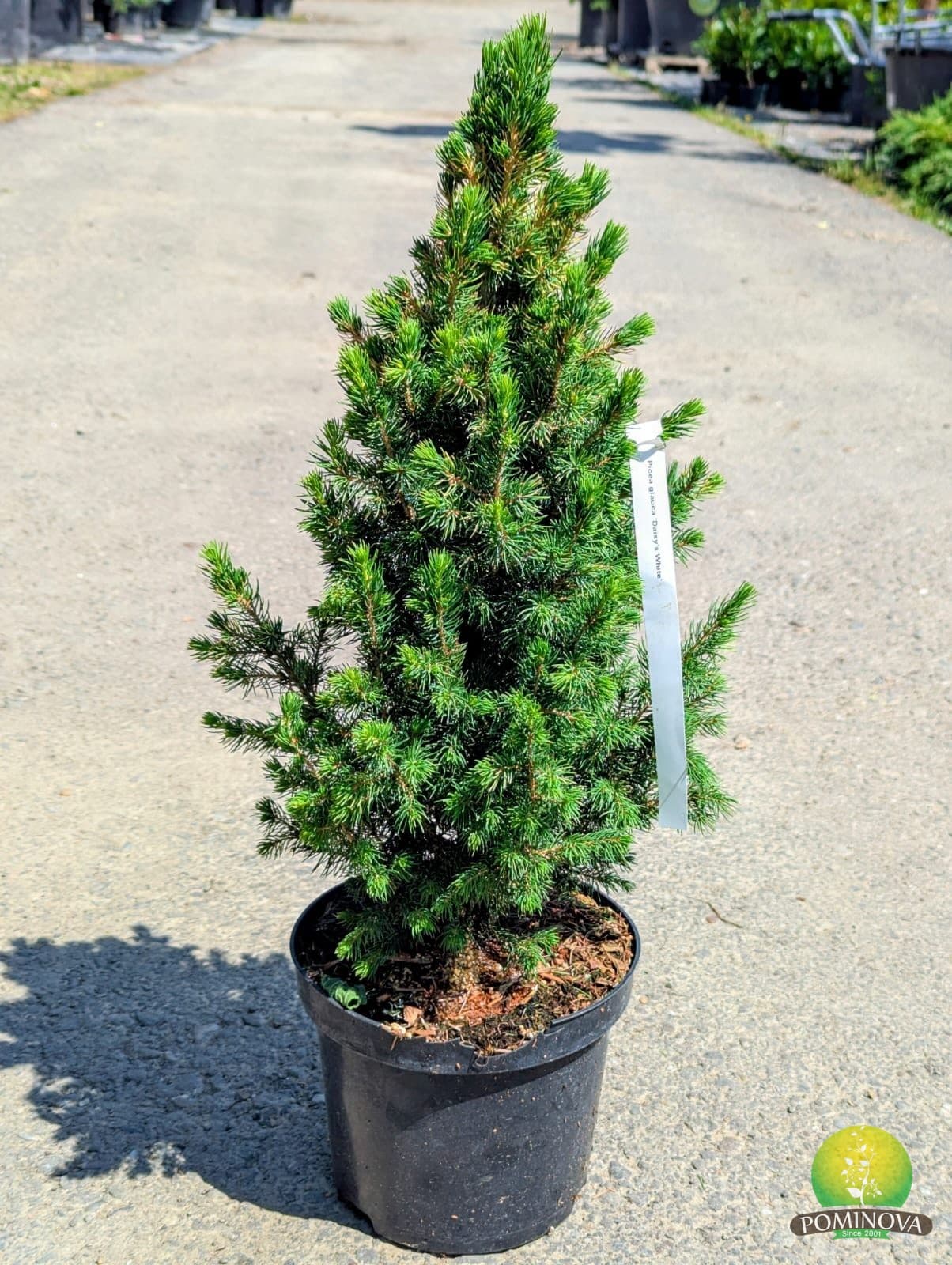 Molid alb pitic (Picea glauca 'Daisy's White') — imagine 1