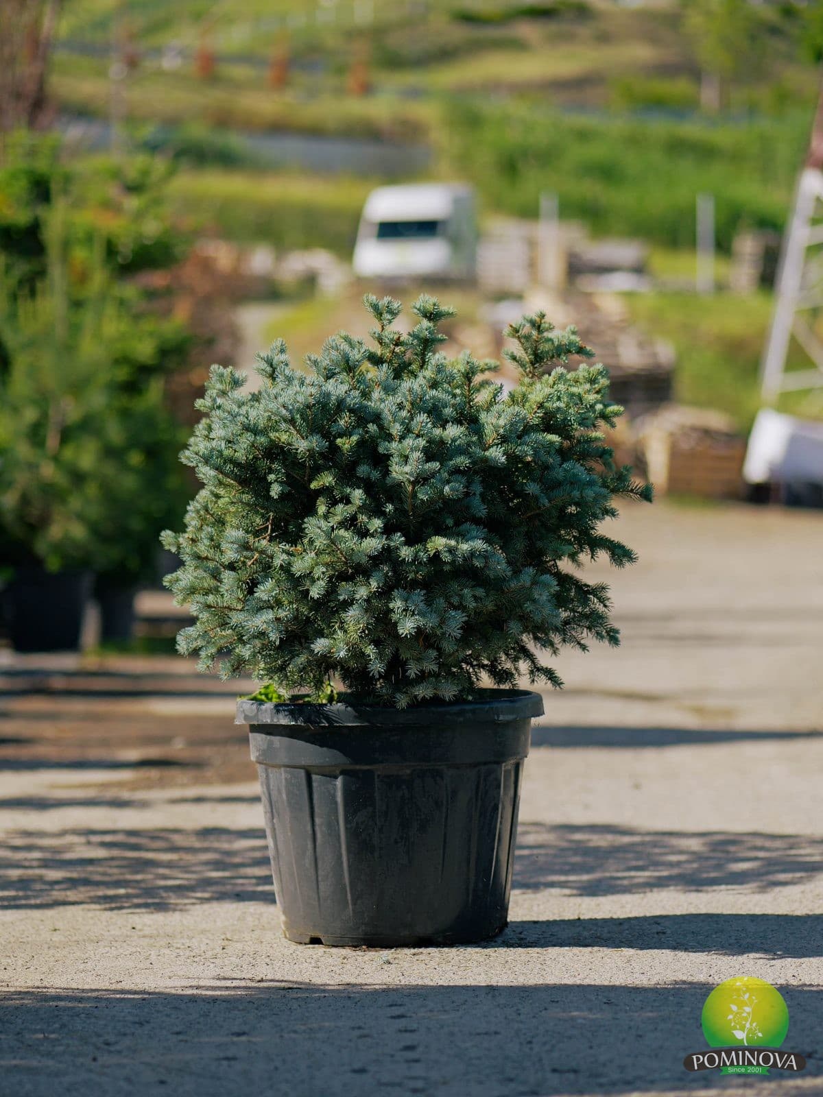 Molid alb pitic (Picea glauca 'Montgomery') — imagine 1