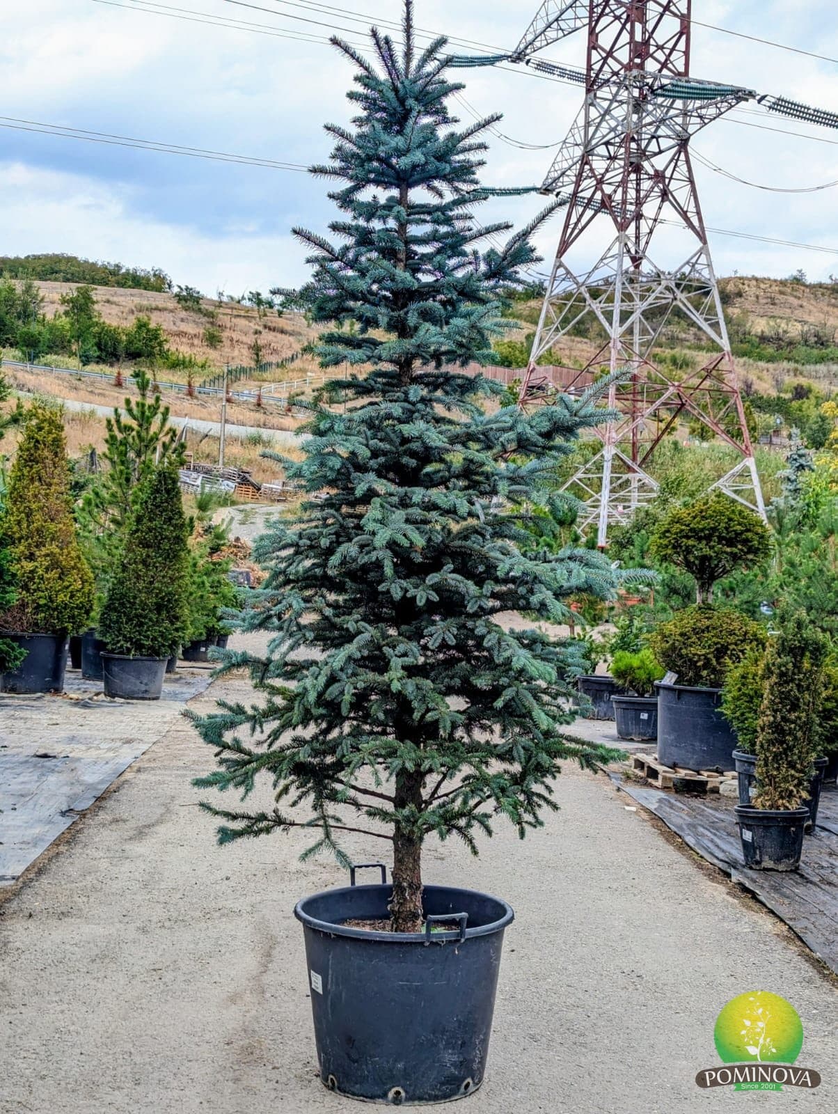 Molid argintiu 'Fat Albert' (Picea pungens 'Fat Albert') - imagine 1