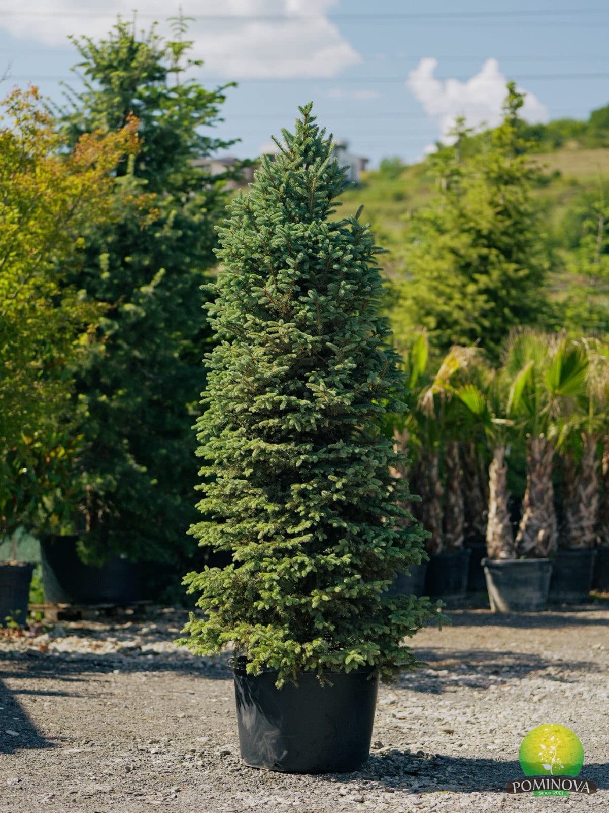 Molid albastru (Picea pungens 'Glauca') — imagine 1