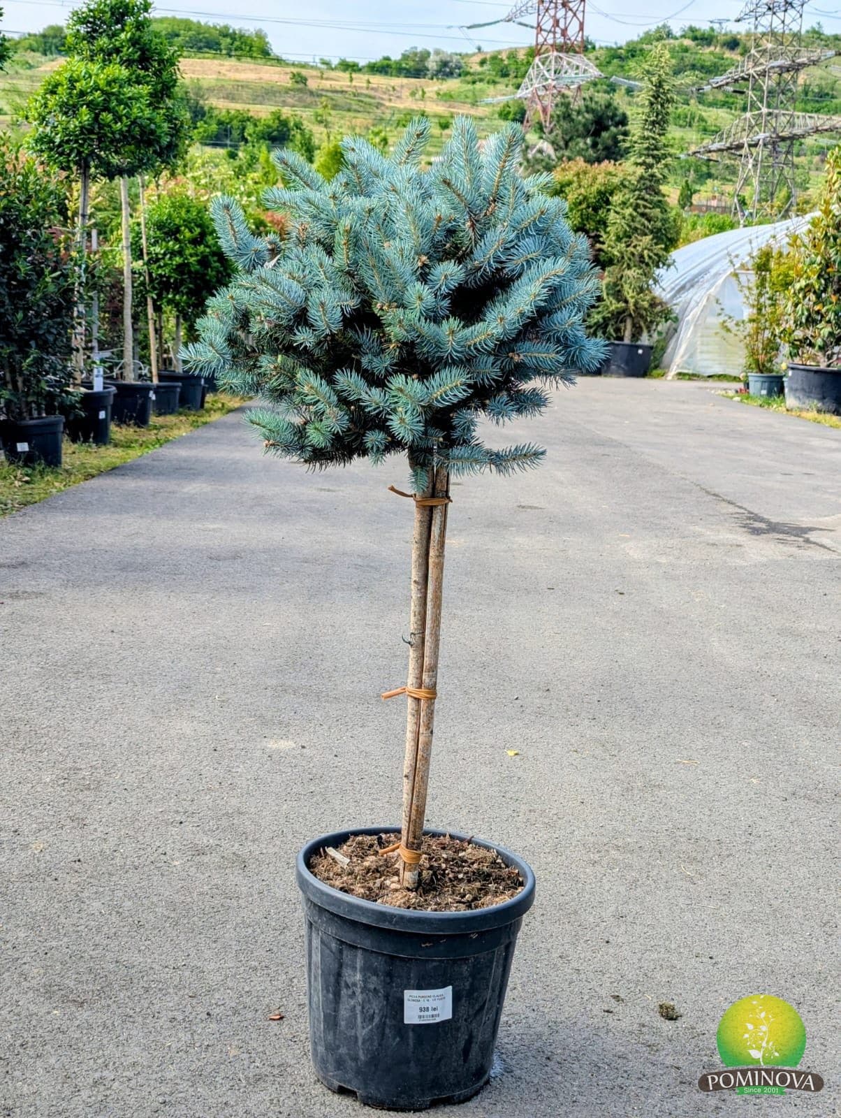 Picea pungens 'Glauca Globosa' — imagine 1