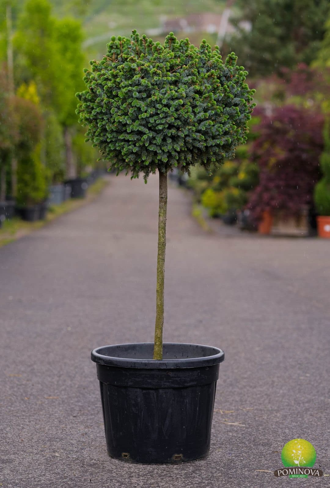 Picea Sitchensis Silberzwerg - Altoit pe Trunchi — imagine 1