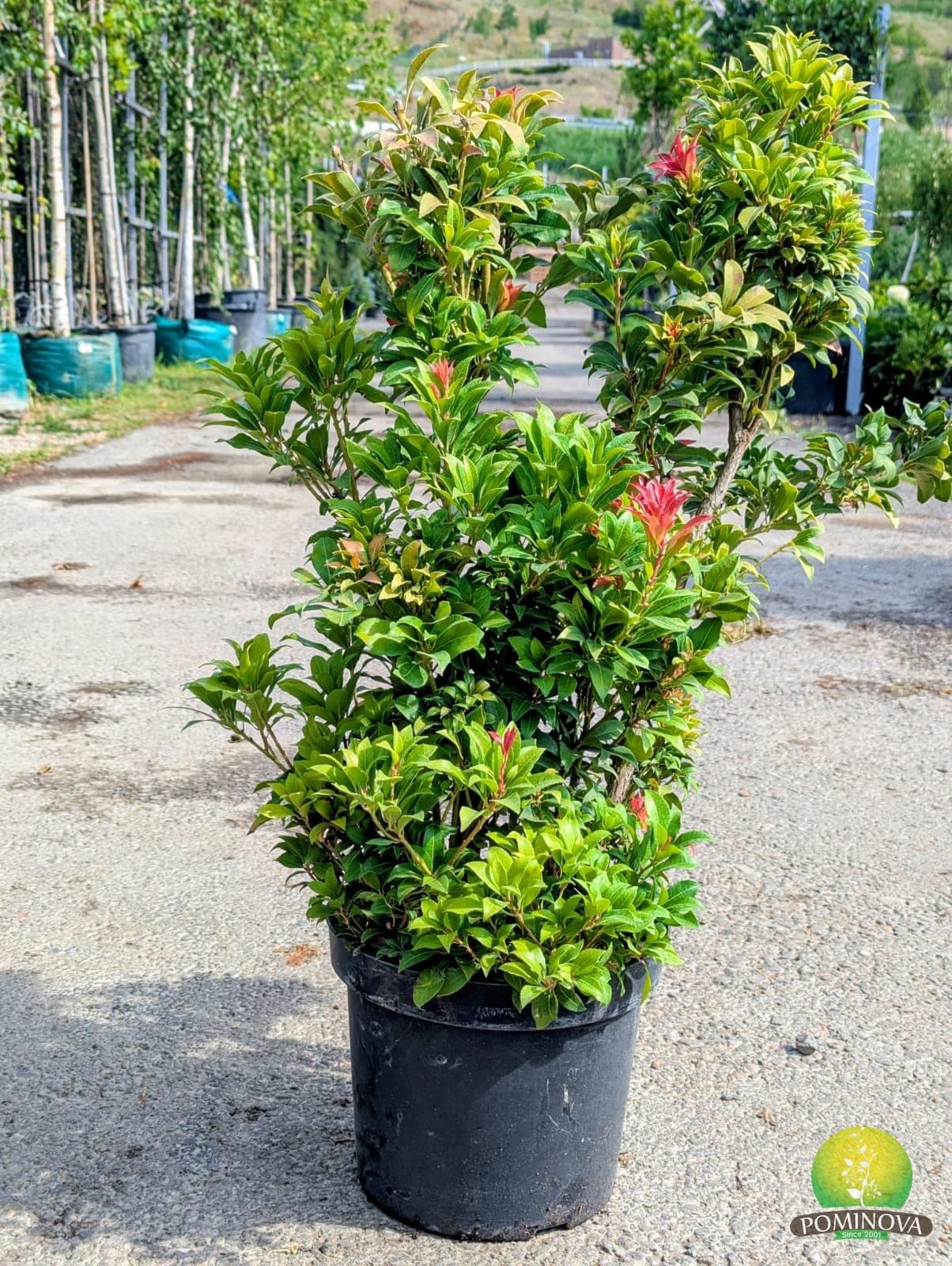 Tufă de lăcramioare (Pieris japonica 'Mountain Fire') — imagine 1