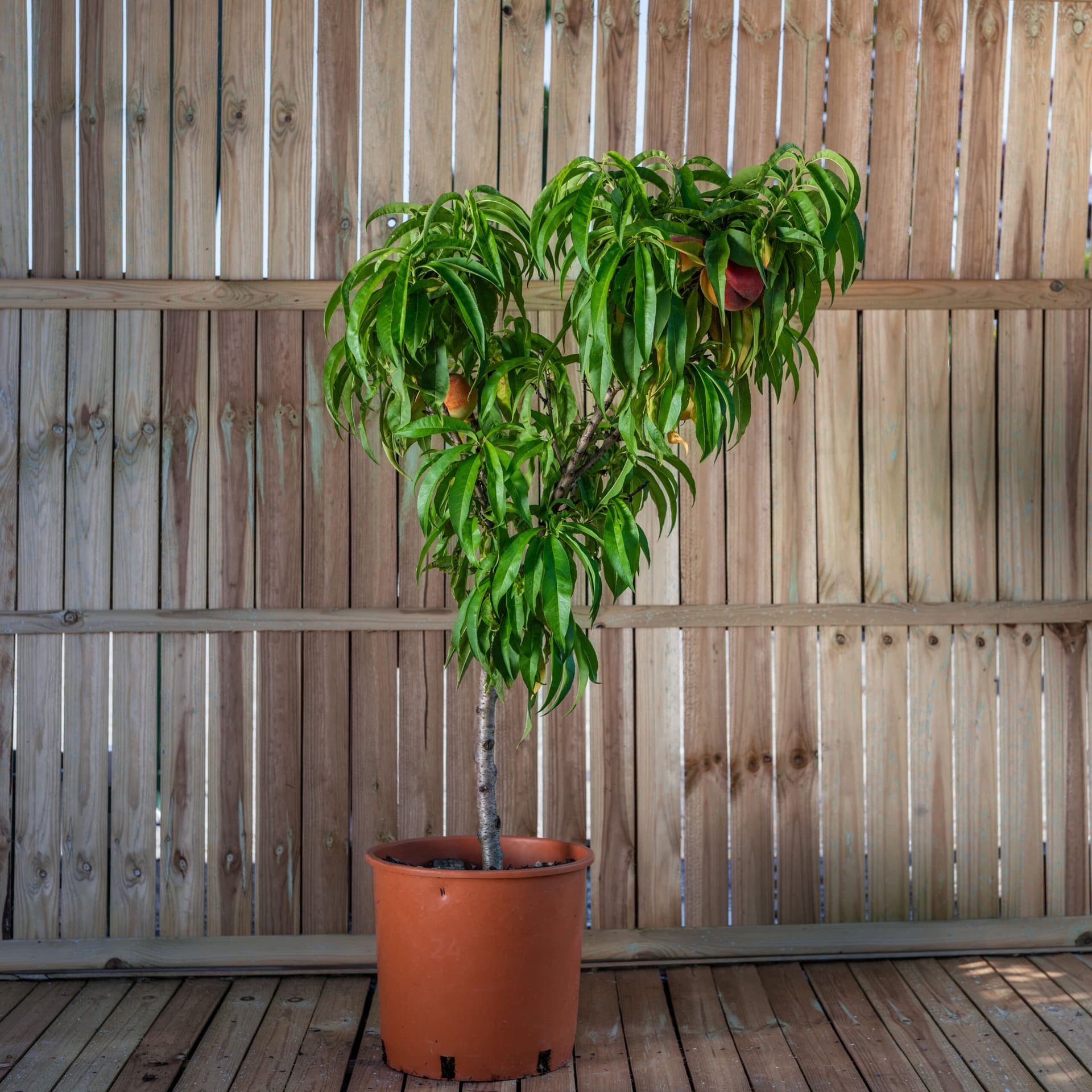 Piersic pitic (Prunus persica 'Balkonella')
