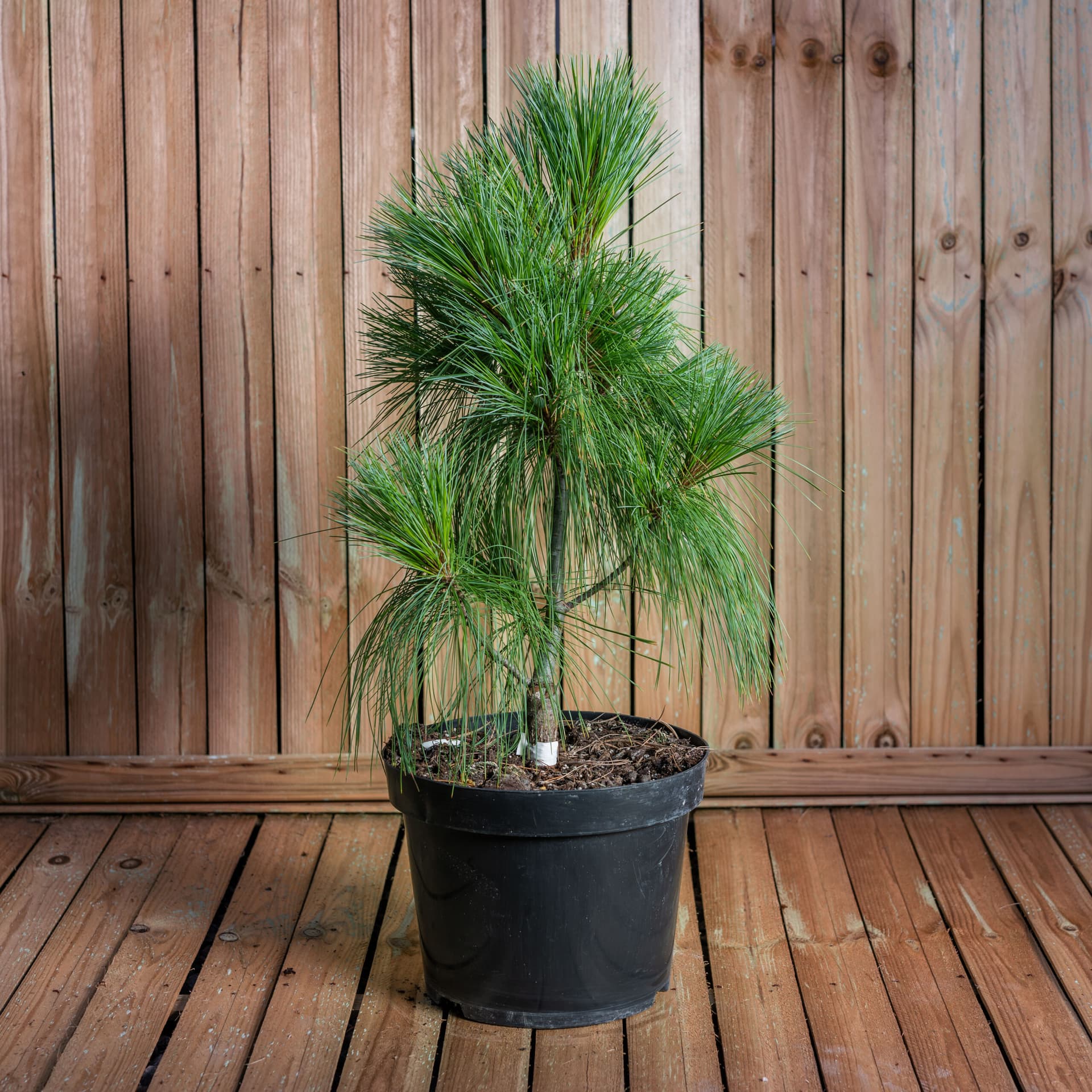 Pin (Pinus x schwerinii 'Wiethorst') — imagine 1