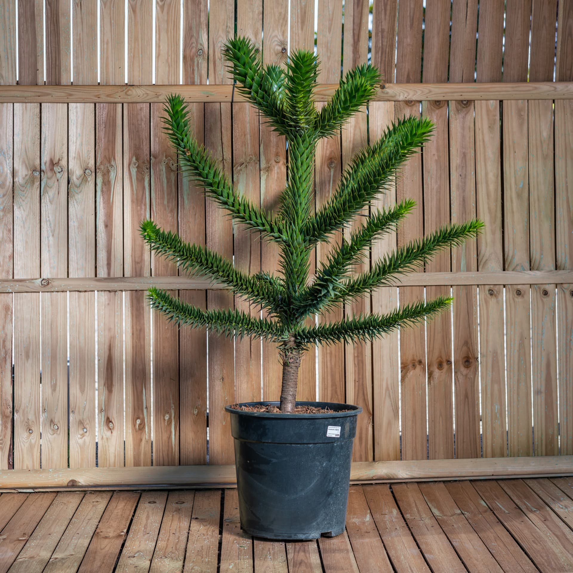Pin chilian (Araucaria araucana)