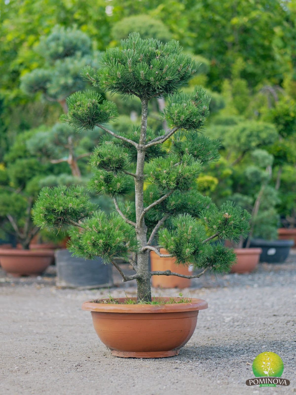 Pinus uncinata - Bonsai — imagine 1