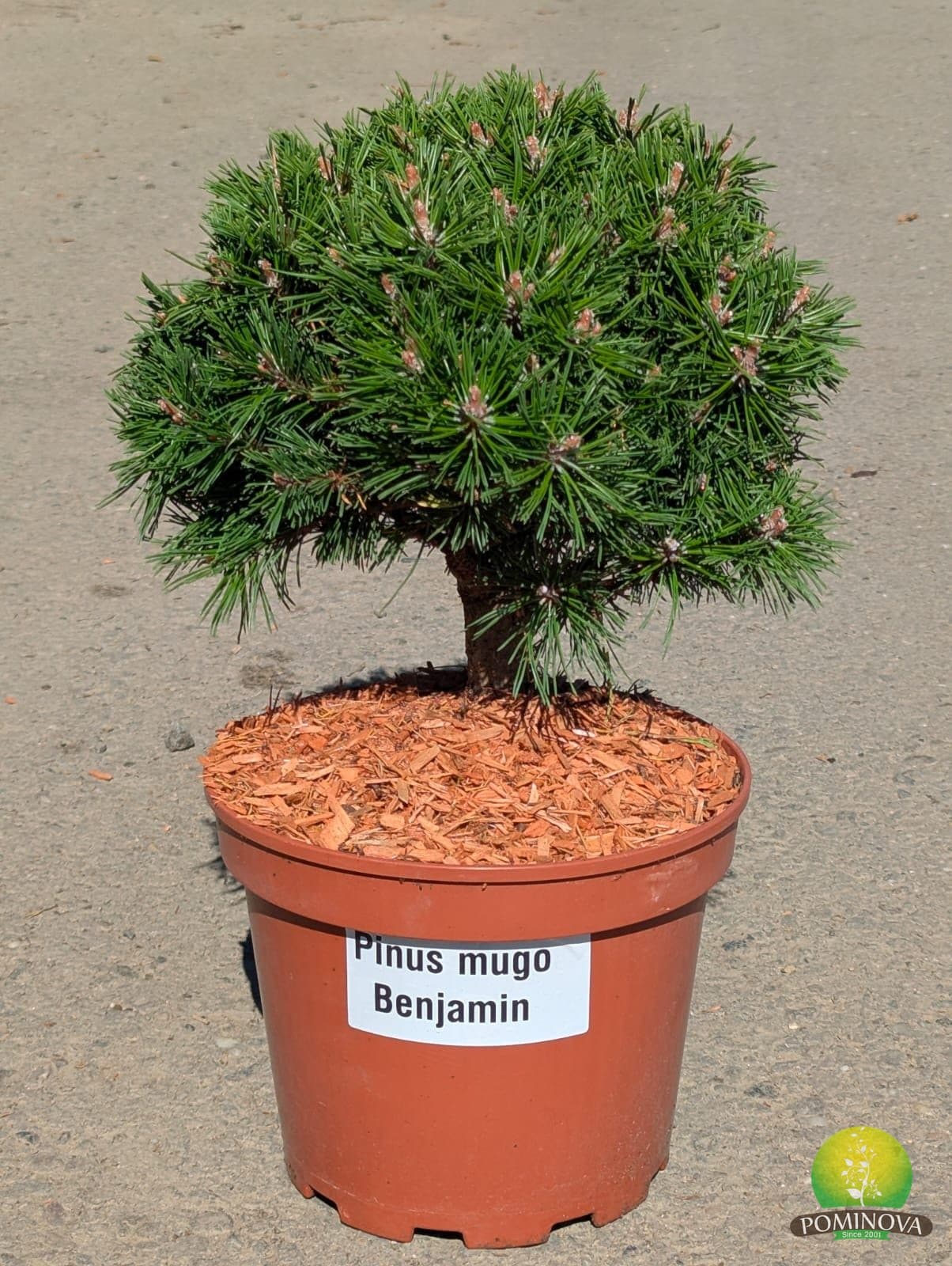 Pin de munte pitic 'Benjamin' (Pinus mugo 'Benjamin') - imagine 1