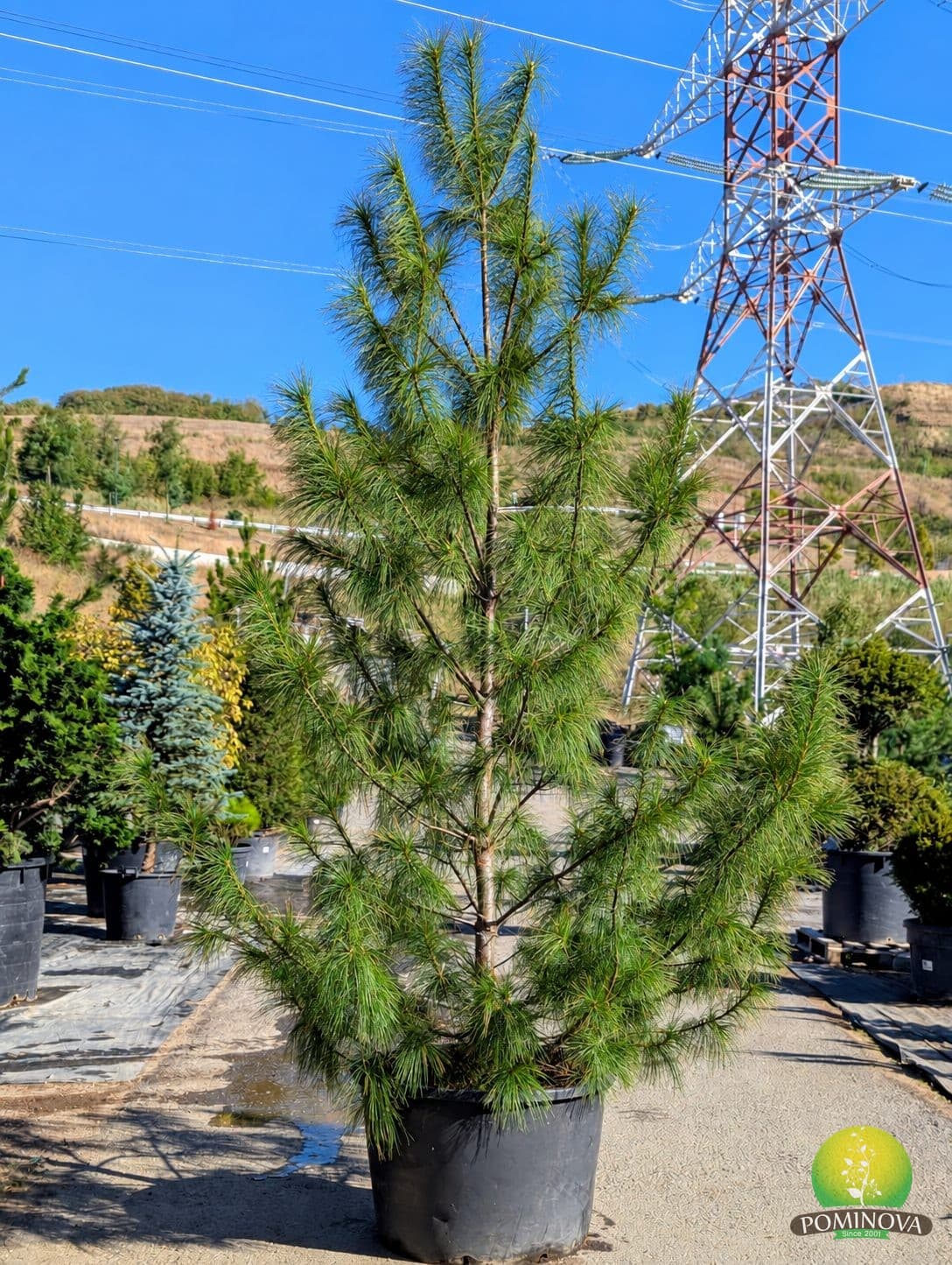 Pin himalayan (Pinus wallichiana) - imagine 1