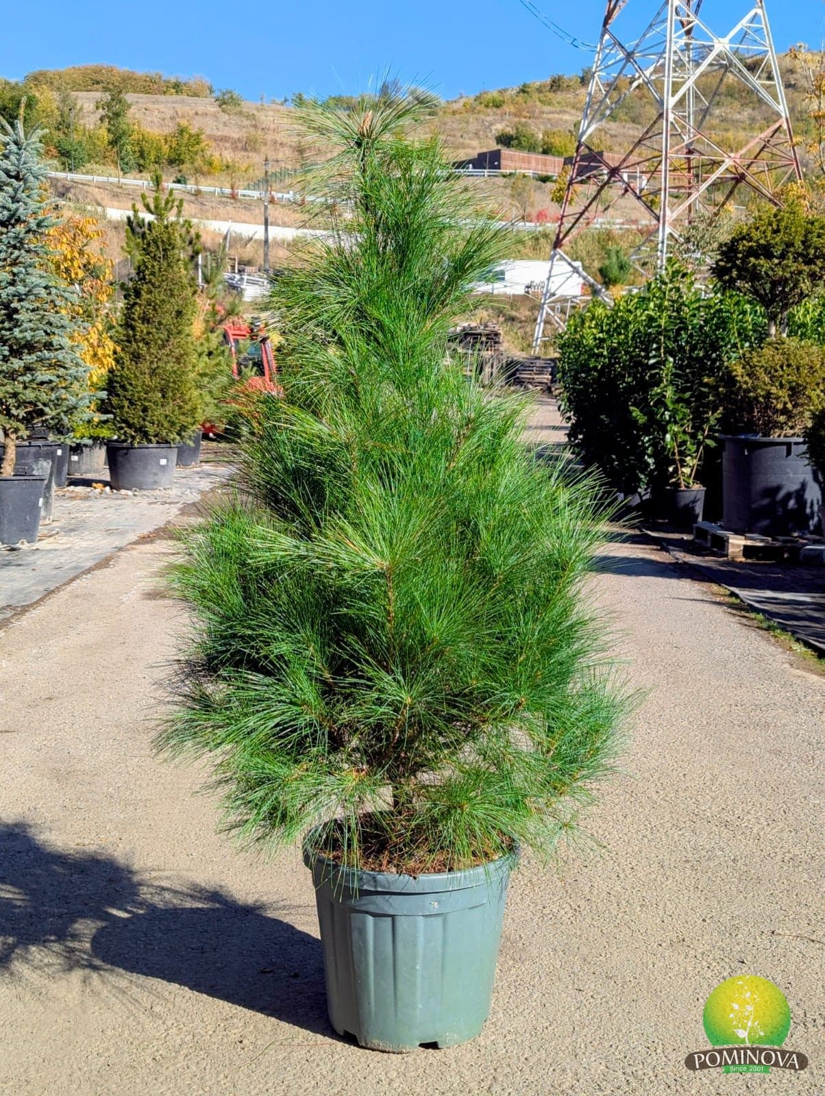 Pin himalayan (Pinus wallichiana) - imagine 2