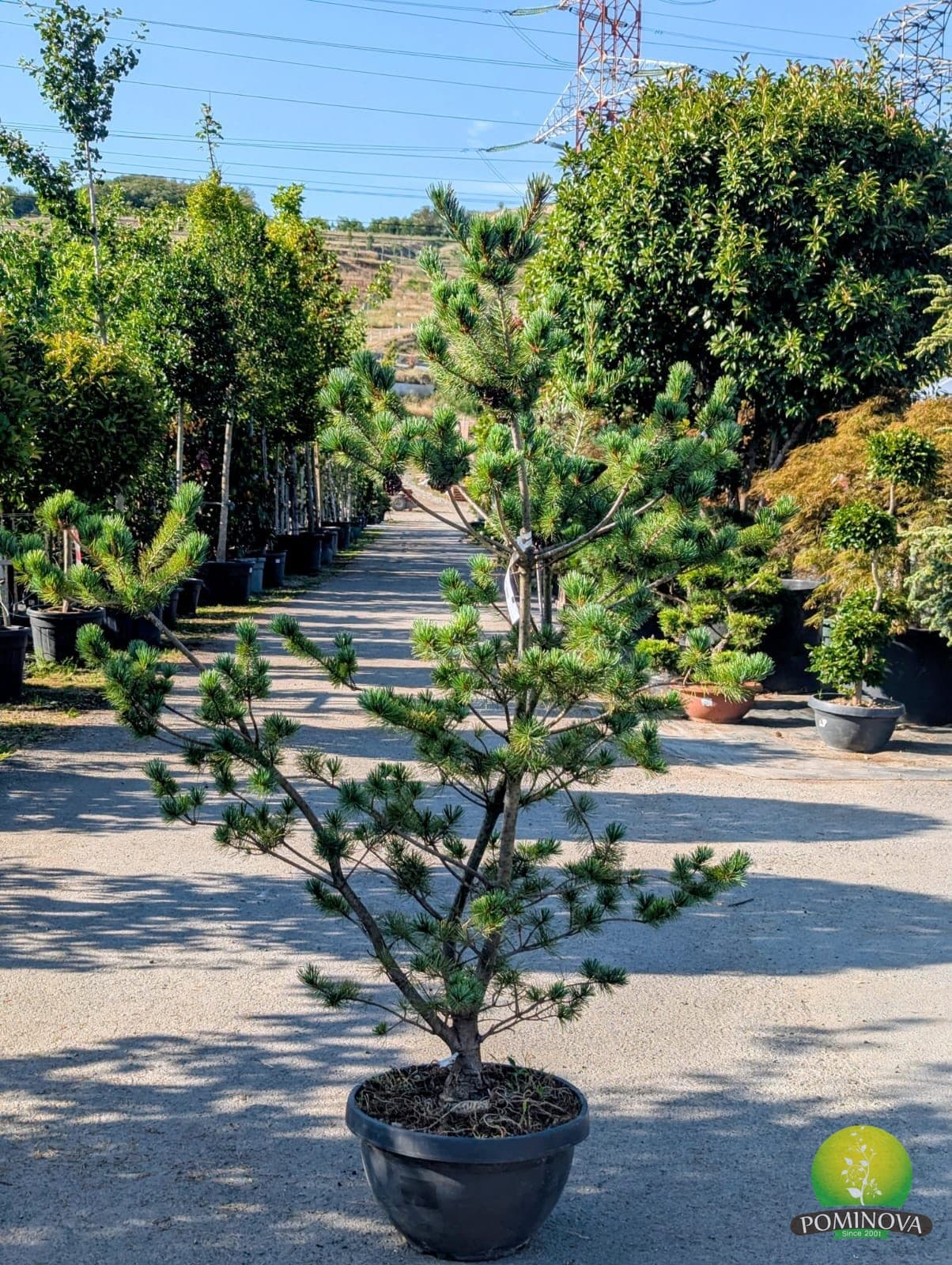 Pin japonez 'Negishi' (Pinus parviflora 'Negishi') - imagine 1