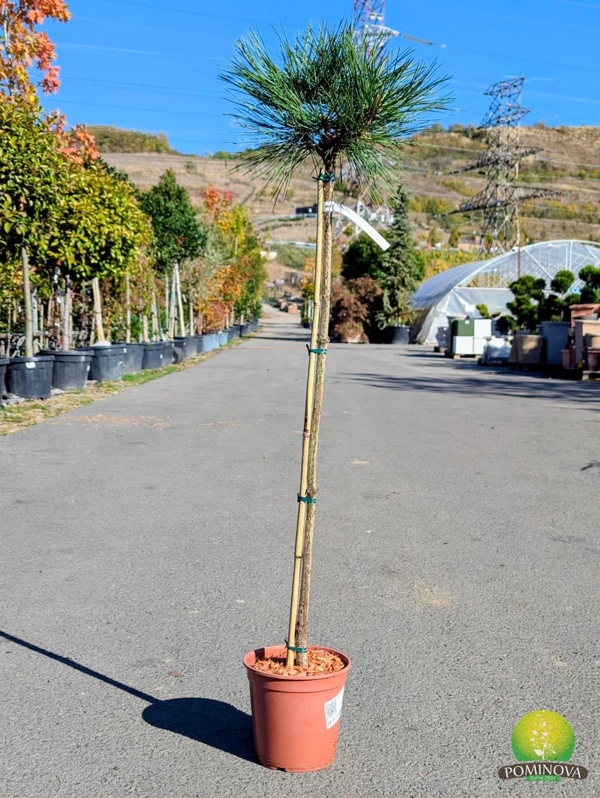 Pin Jeffrey ‘Joppi’ (Pinus jeffreyi ‘Joppi’) - imagine 1