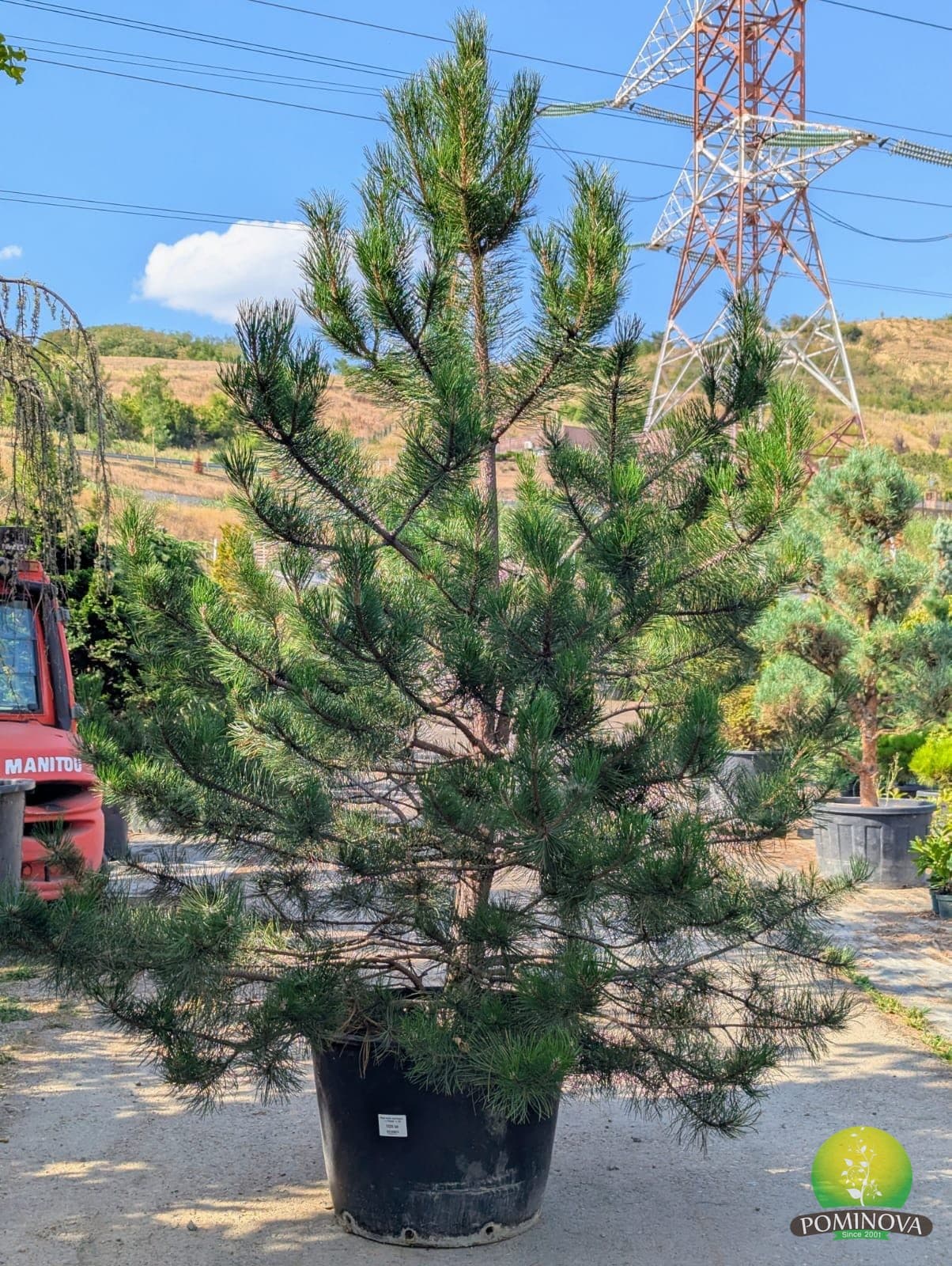 Pin negru austriac (Pinus nigra austriaca) — imagine 3