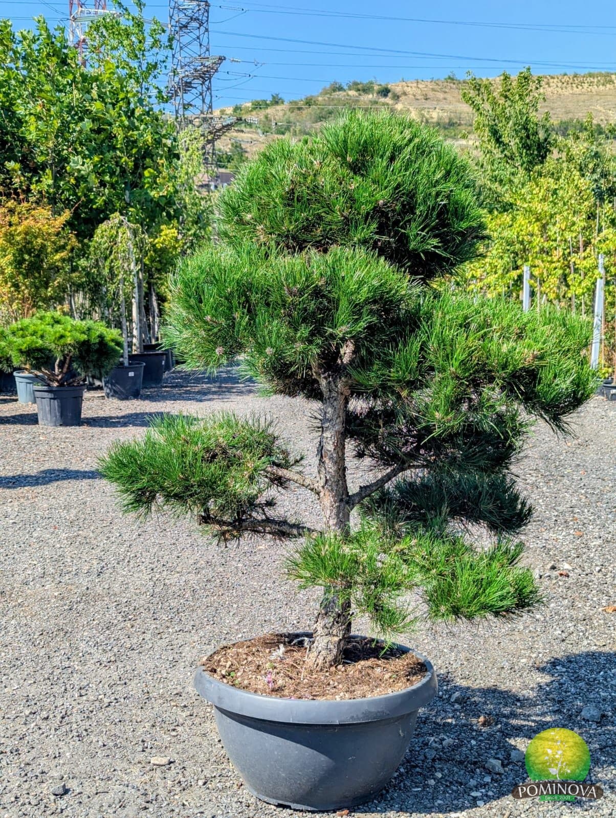 Pin negru austriac bonsai (Pinus nigra 'Austriaca' ) — imagine 1