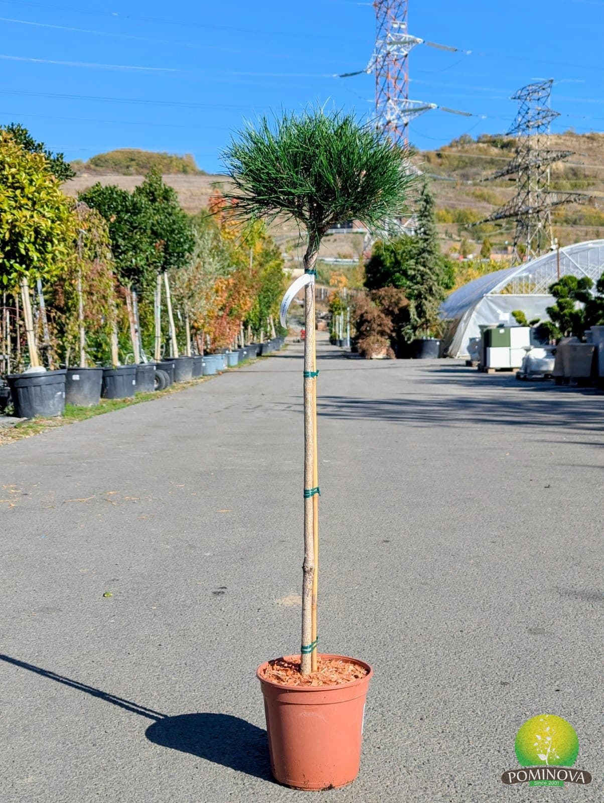 Pin negru ‘Bayo’ (Pinus nigra ‘Bayo’) - imagine 1