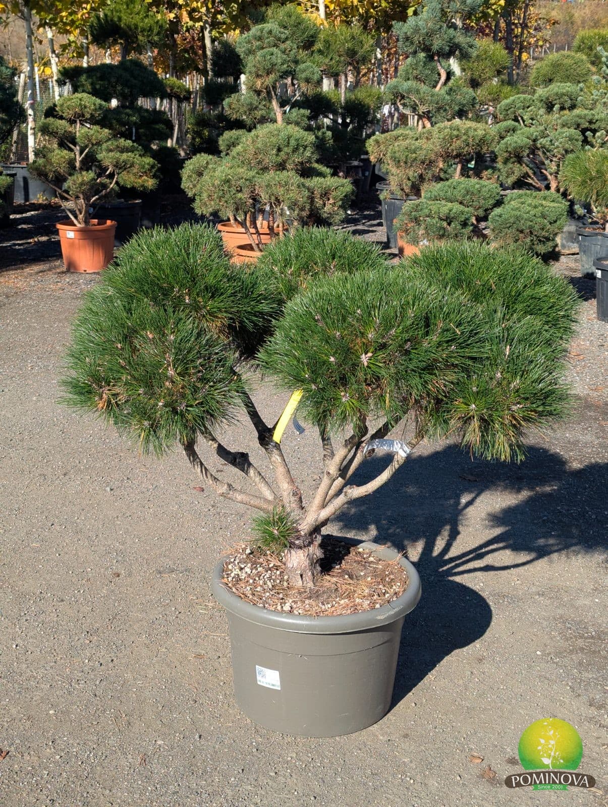 Pin negru bonsai (Pinus nigra 'Brepo' - Pompons) - imagine 4