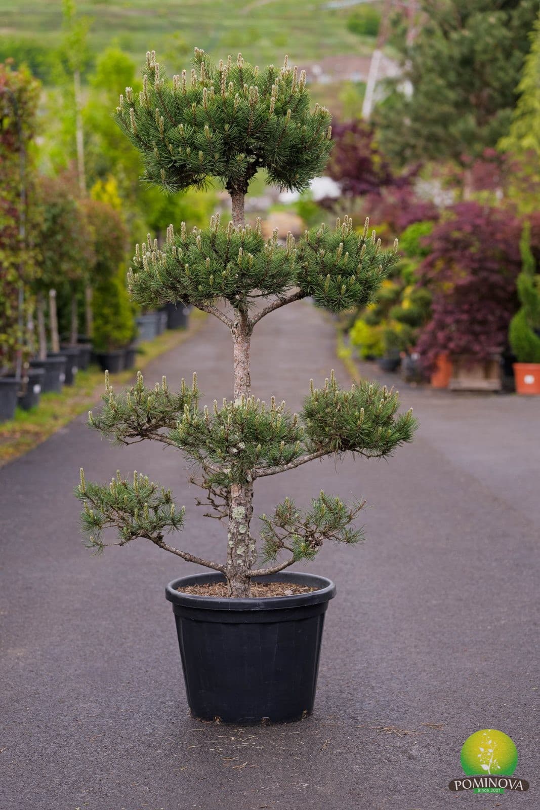 Pin negru bonsai