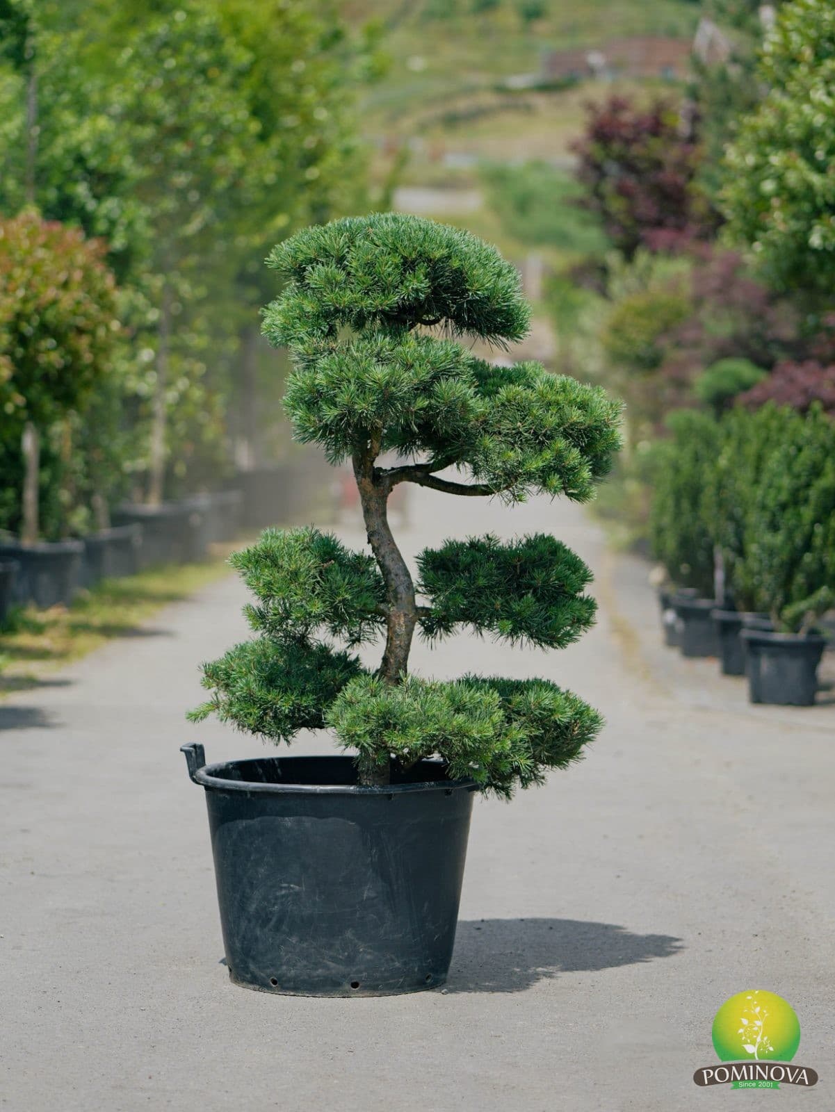 Pin negru tip bonsai (Pinus nigra - Bonsai ) — imagine 1