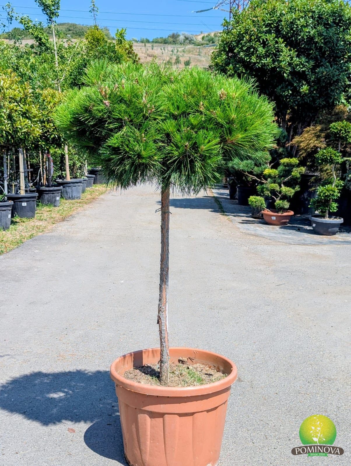 Pin negru glob (Pinus nigra 'Globosa') — imagine 1