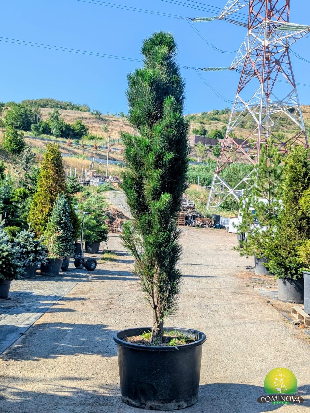 Pin negru piramidal (Pinus nigra pyramidalis) — imagine 1