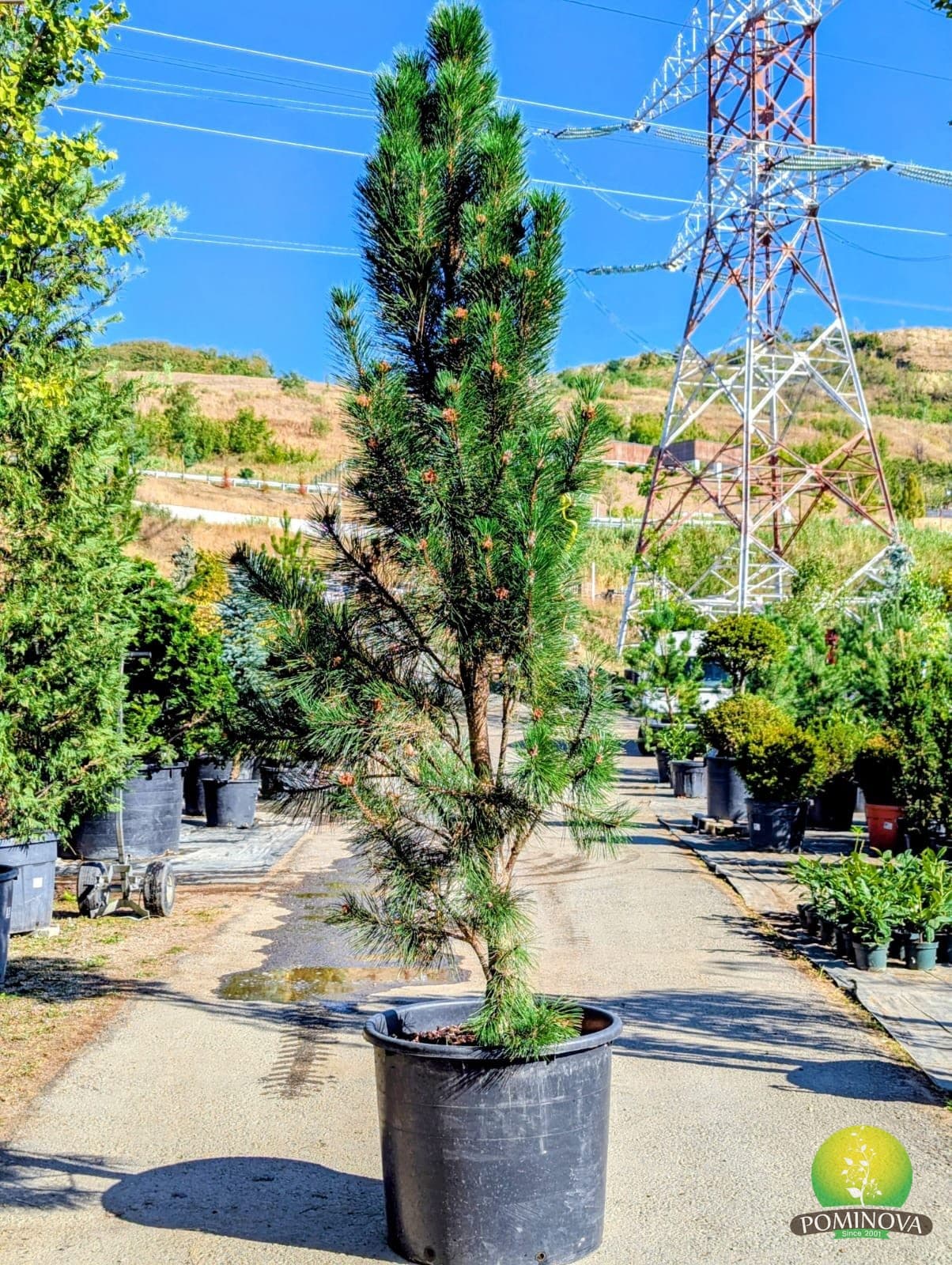 Pin negru 'Rondello' (Pinus nigra 'Rondello') - imagine 1